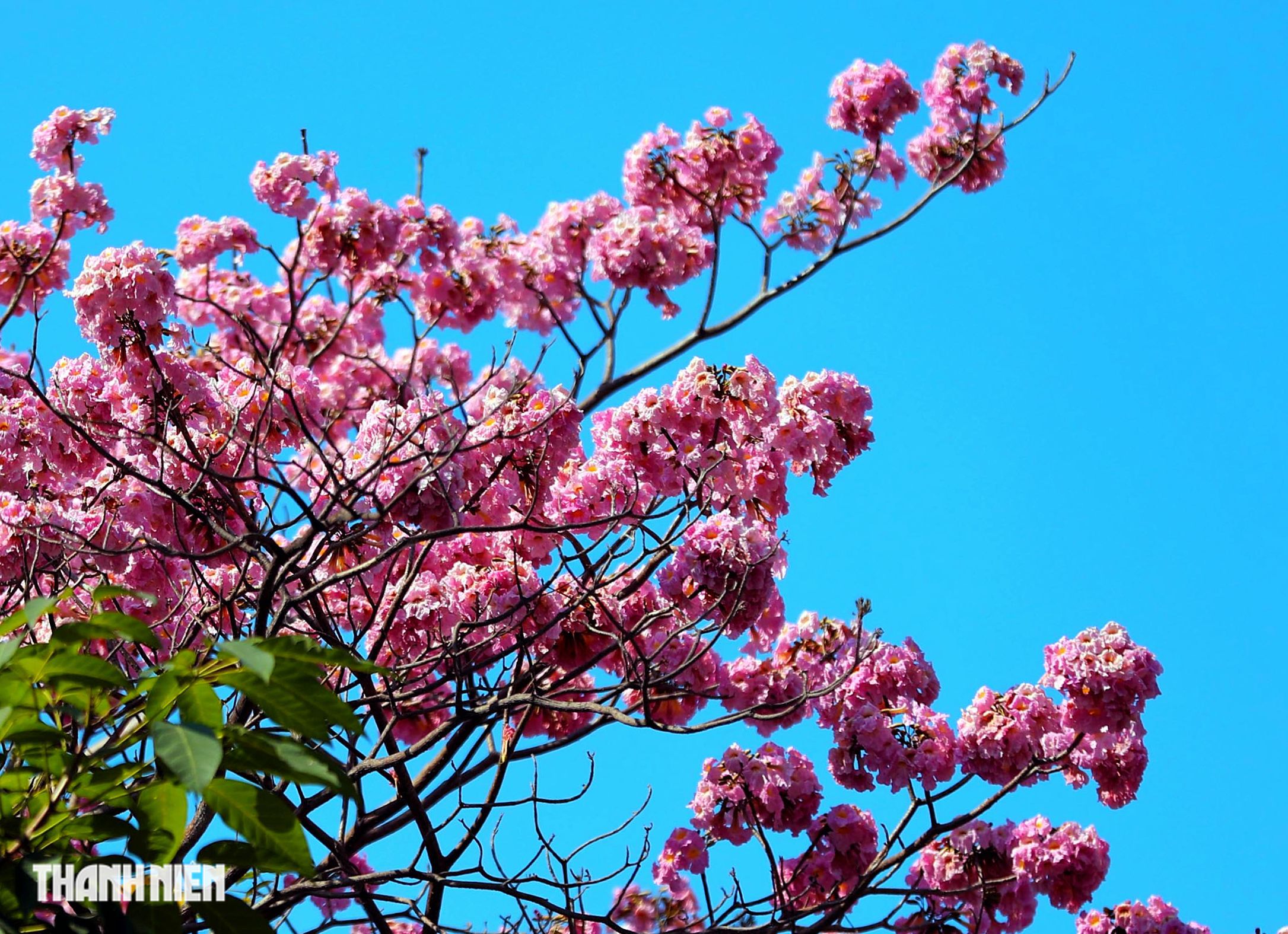 Hoa k&egrave;n hồng nở rộ giữa trung t&acirc;m TP.HCM, nhuộm hồng đường H&agrave;m Nghi - Ảnh 1.