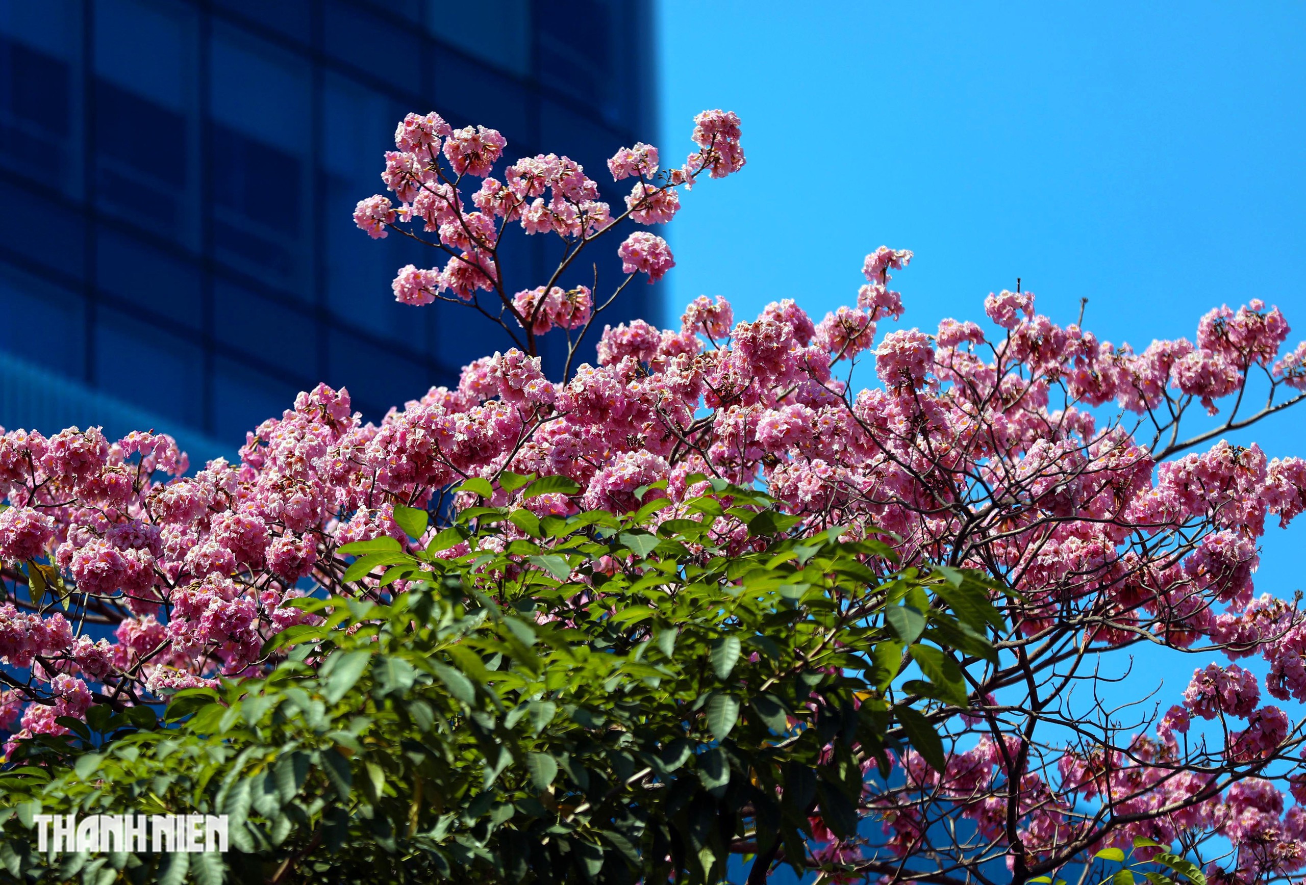 Hoa k&egrave;n hồng nở rộ giữa trung t&acirc;m TP.HCM, nhuộm hồng đường H&agrave;m Nghi - Ảnh 8.