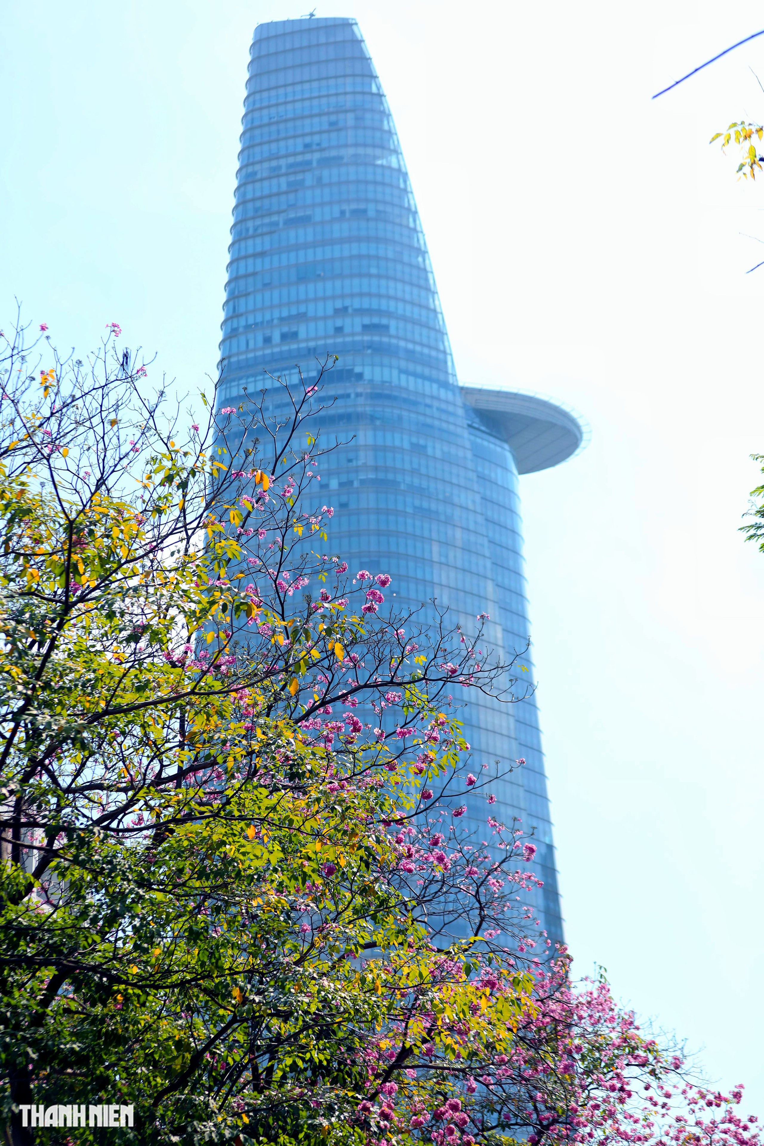 Hoa k&egrave;n hồng nở rộ giữa trung t&acirc;m TP.HCM, nhuộm hồng đường H&agrave;m Nghi - Ảnh 15.