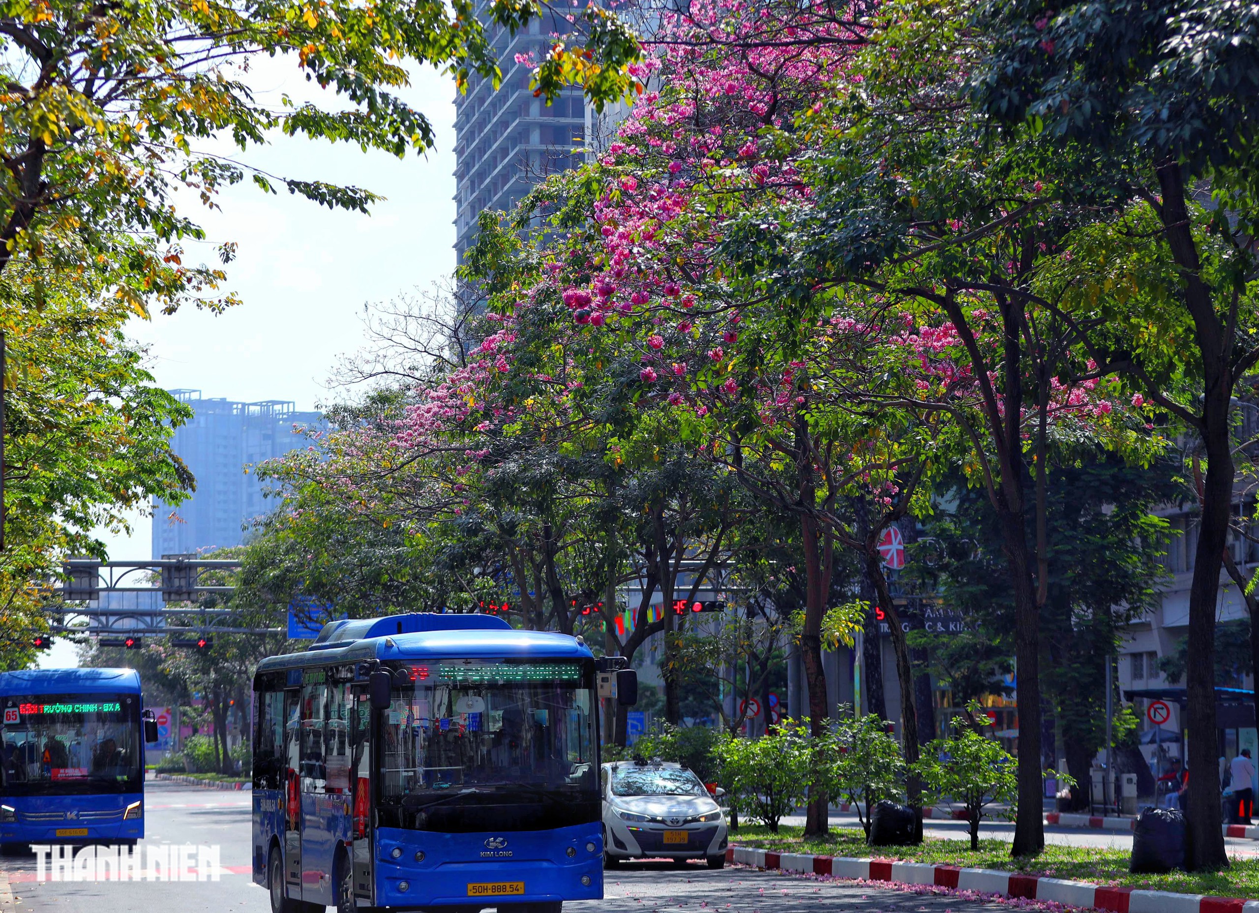 Hoa k&egrave;n hồng nở rộ giữa trung t&acirc;m TP.HCM, nhuộm hồng đường H&agrave;m Nghi - Ảnh 1.