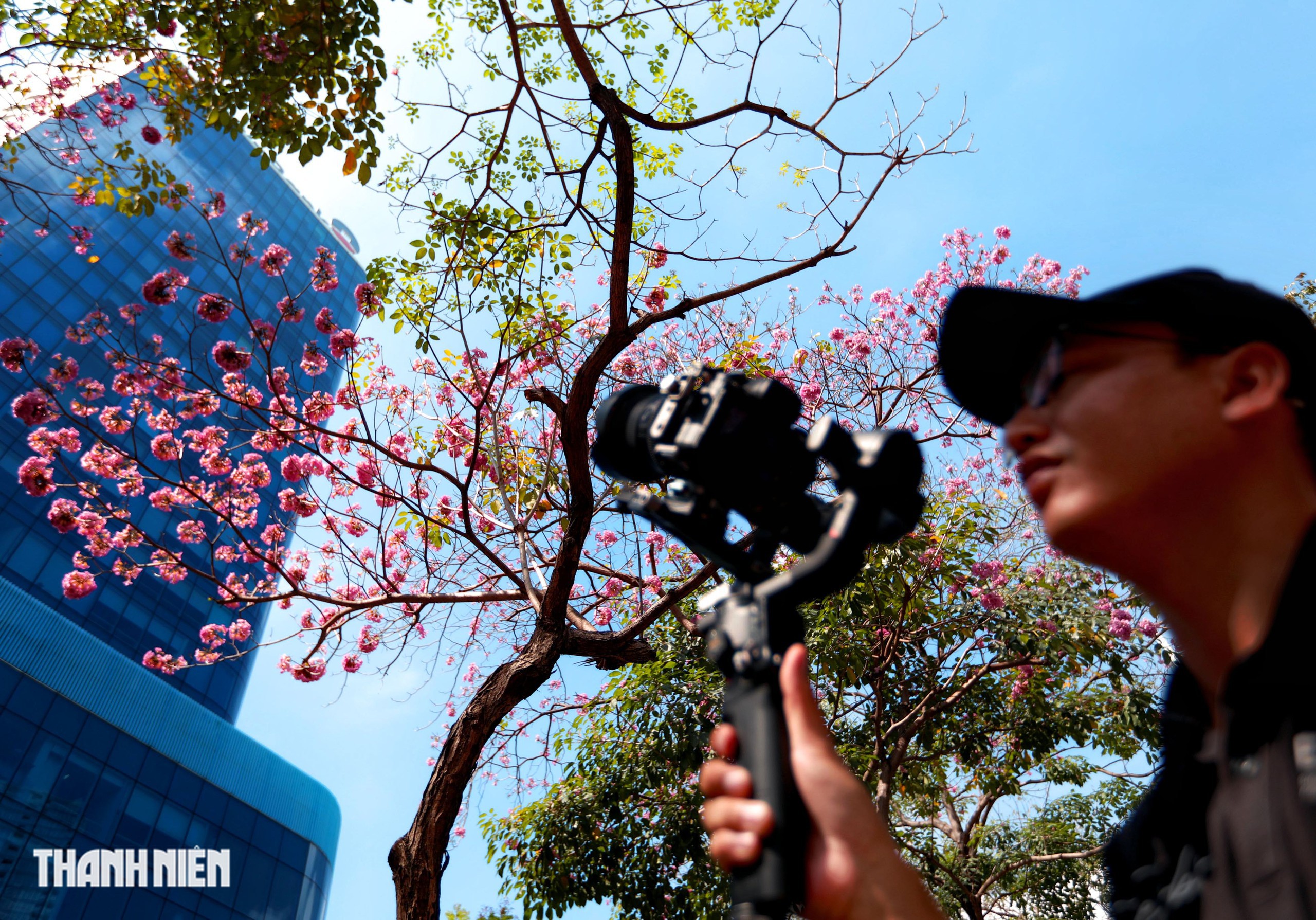 Hoa k&egrave;n hồng nở rộ giữa trung t&acirc;m TP.HCM, nhuộm hồng đường H&agrave;m Nghi - Ảnh 7.