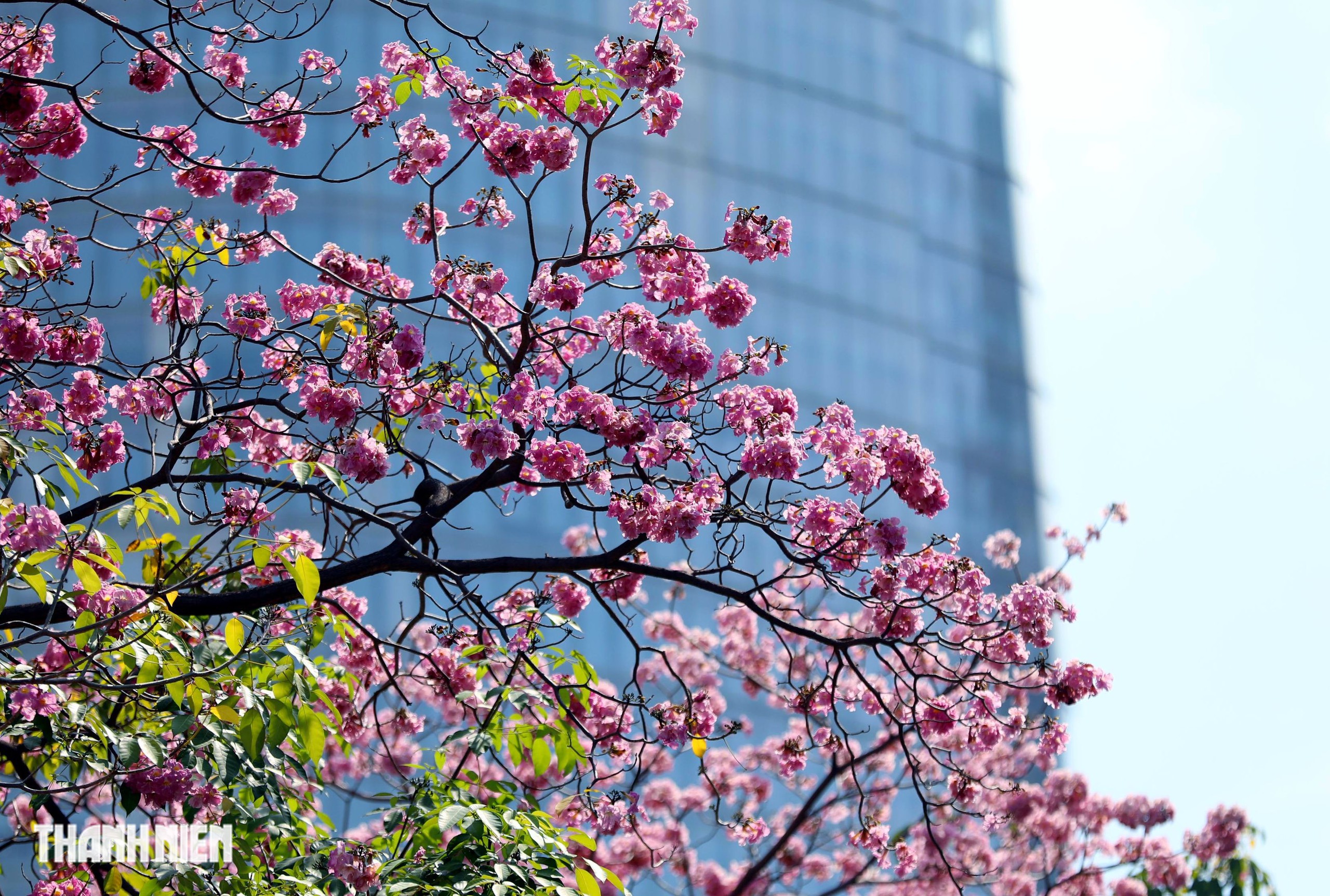 Hoa k&egrave;n hồng nở rộ giữa trung t&acirc;m TP.HCM, nhuộm hồng đường H&agrave;m Nghi - Ảnh 6.