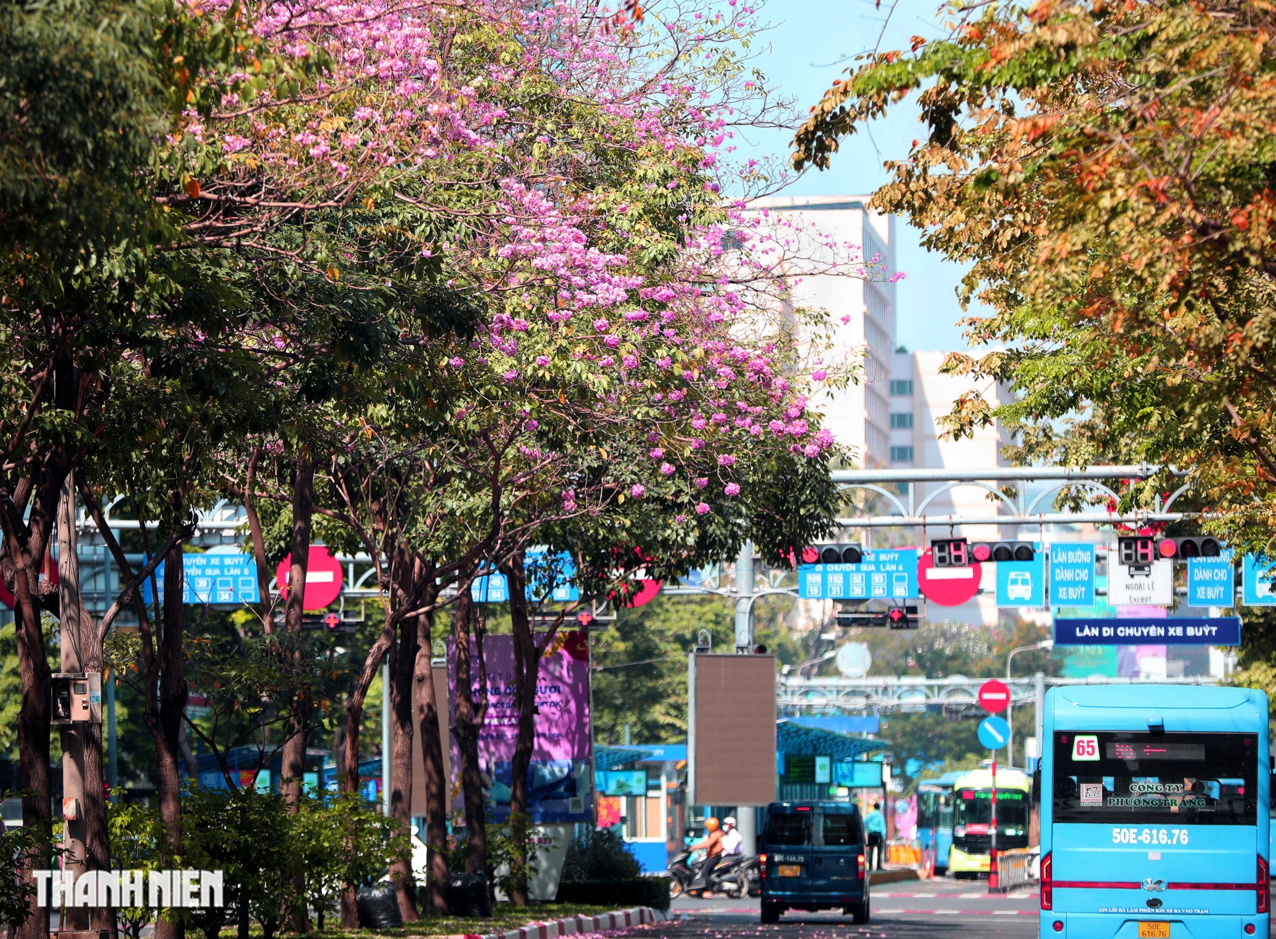 Hoa k&egrave;n hồng nở rộ giữa trung t&acirc;m TP.HCM, nhuộm hồng đường H&agrave;m Nghi - Ảnh 2.