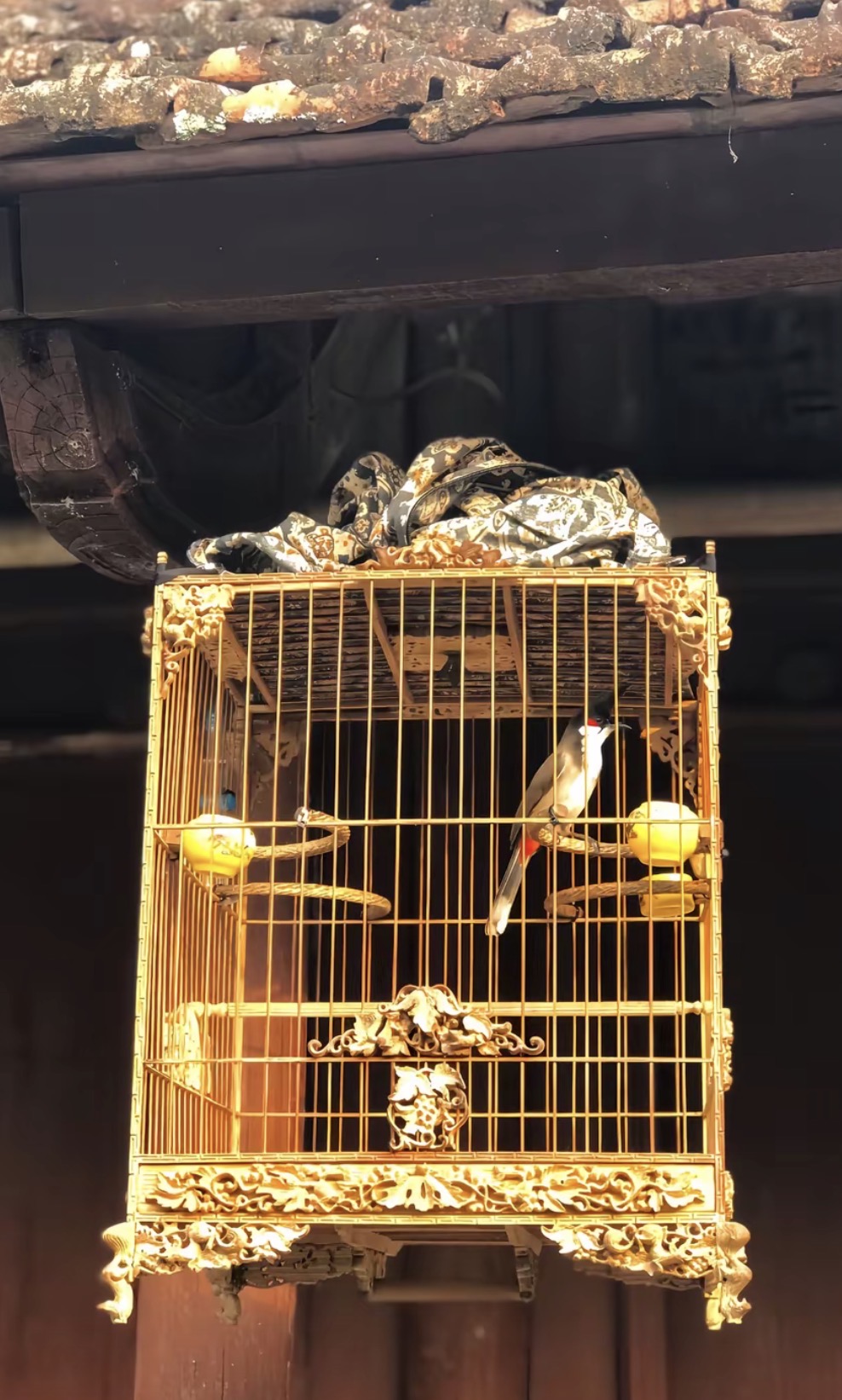 Hàng trăm chim cảnh ở Huế đã được công nhận có nguồn gốc hợp pháp- Ảnh 2.