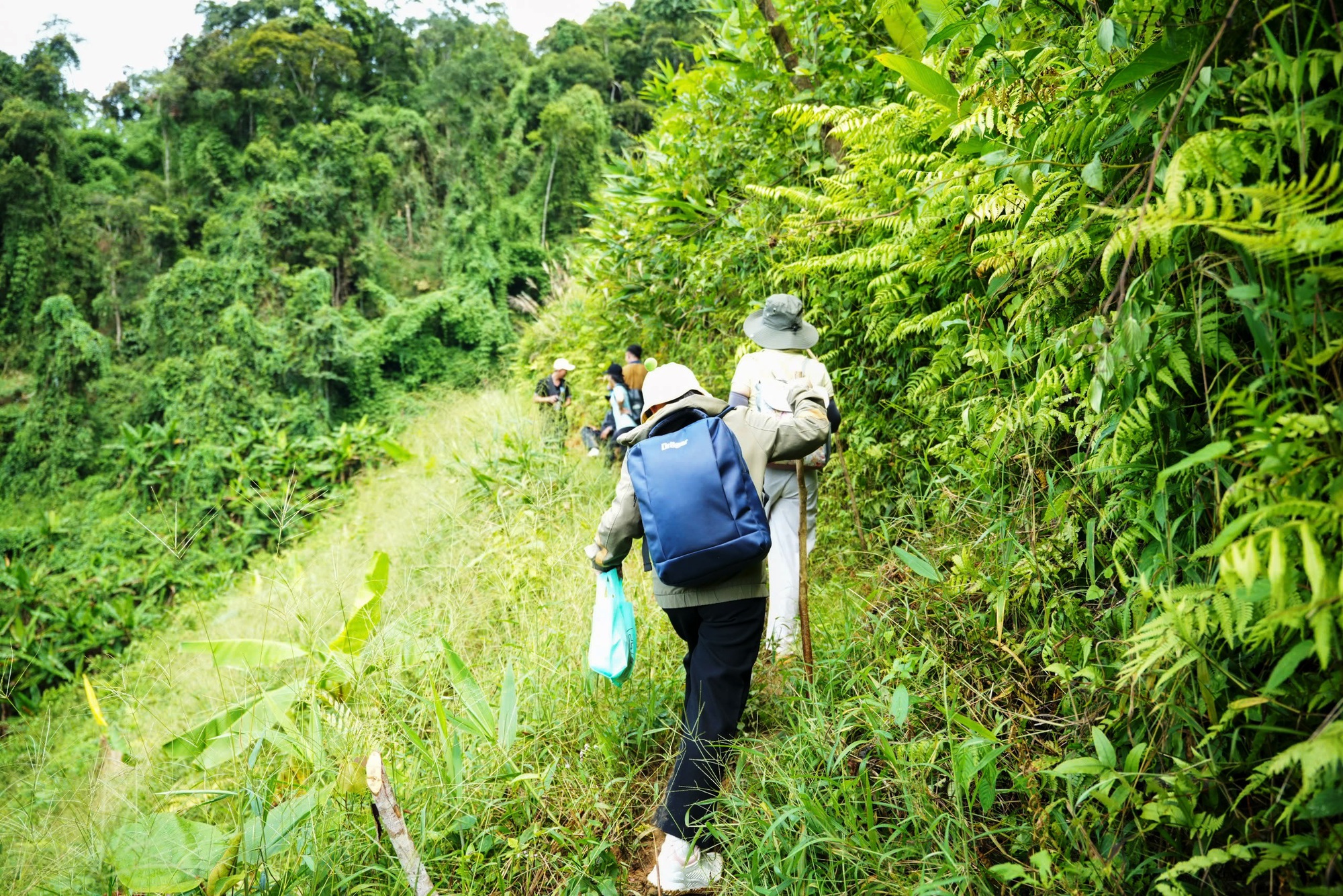 Aur bừng sáng giữa đại ngàn- Ảnh 2.