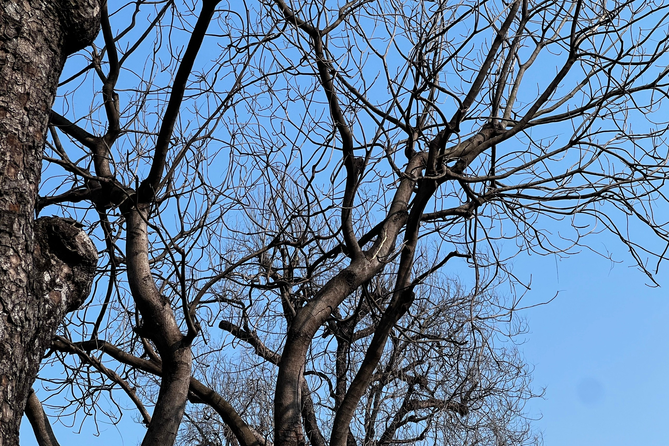 Nhiều cây xà cừ cổ thụ trên đường Láng trụi lá bất thường- Ảnh 10.