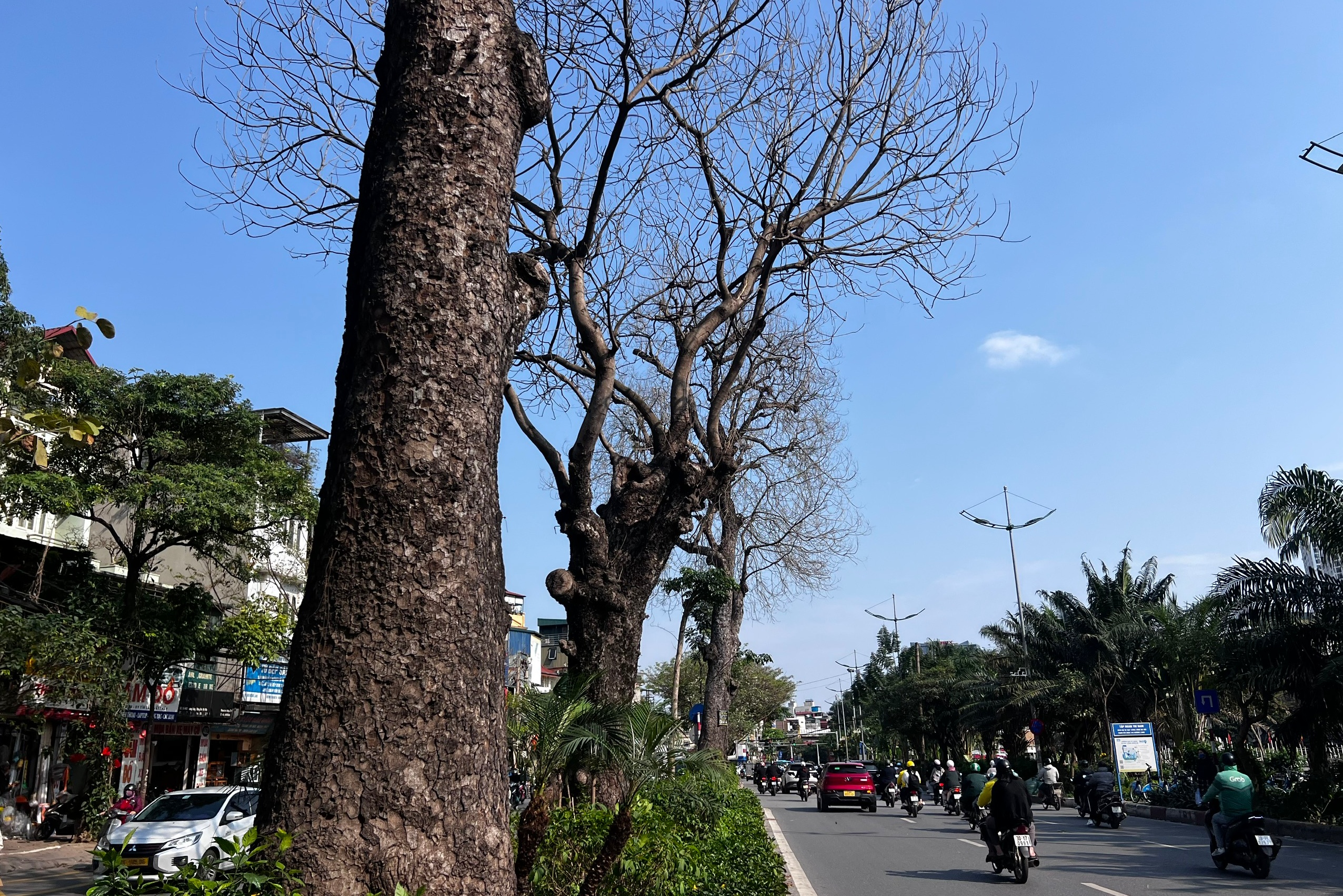 Nhiều cây xà cừ cổ thụ trên đường Láng trụi lá bất thường- Ảnh 6.