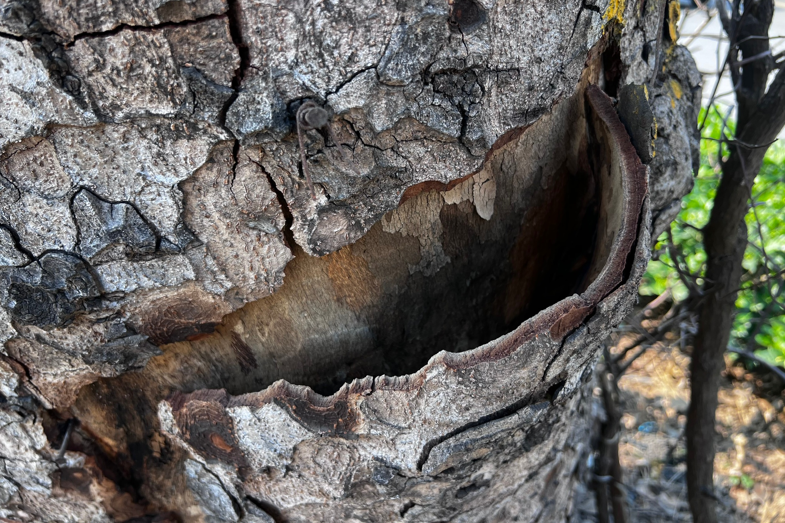 Nhiều cây xà cừ cổ thụ trên đường Láng trụi lá bất thường- Ảnh 4.