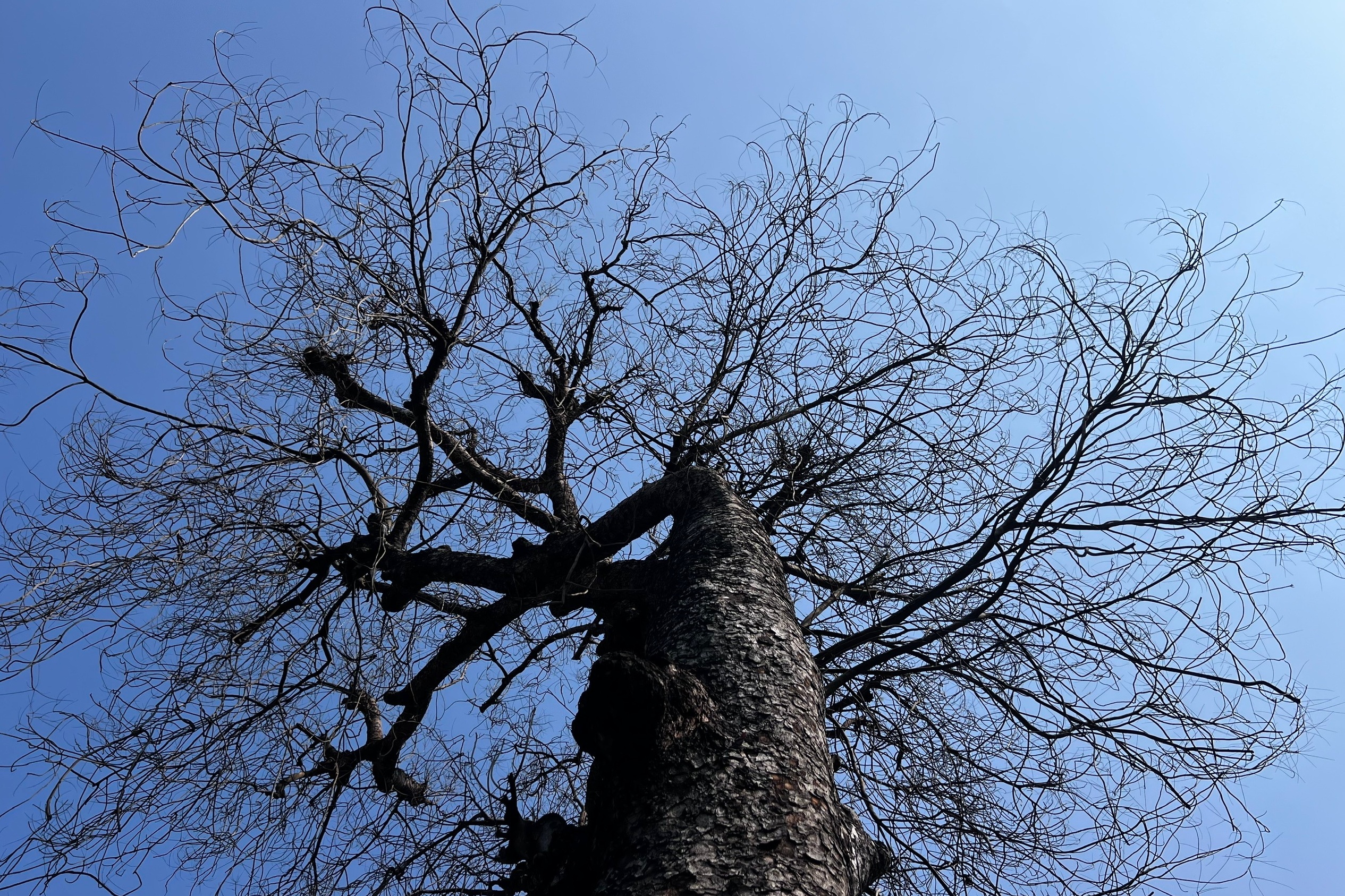 Nhiều cây xà cừ cổ thụ trên đường Láng trụi lá bất thường- Ảnh 3.