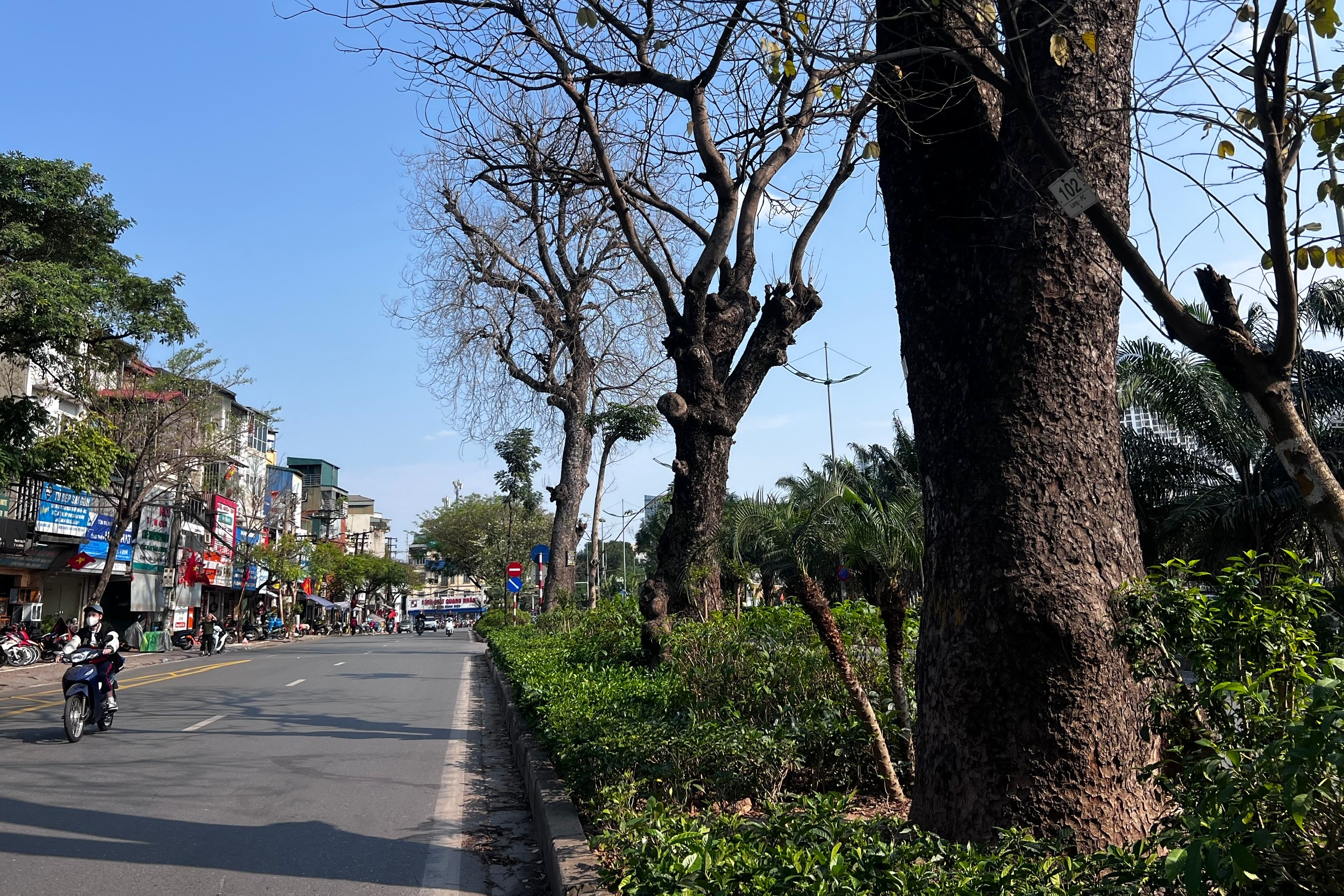 Nhiều cây xà cừ cổ thụ trên đường Láng trụi lá bất thường- Ảnh 2.