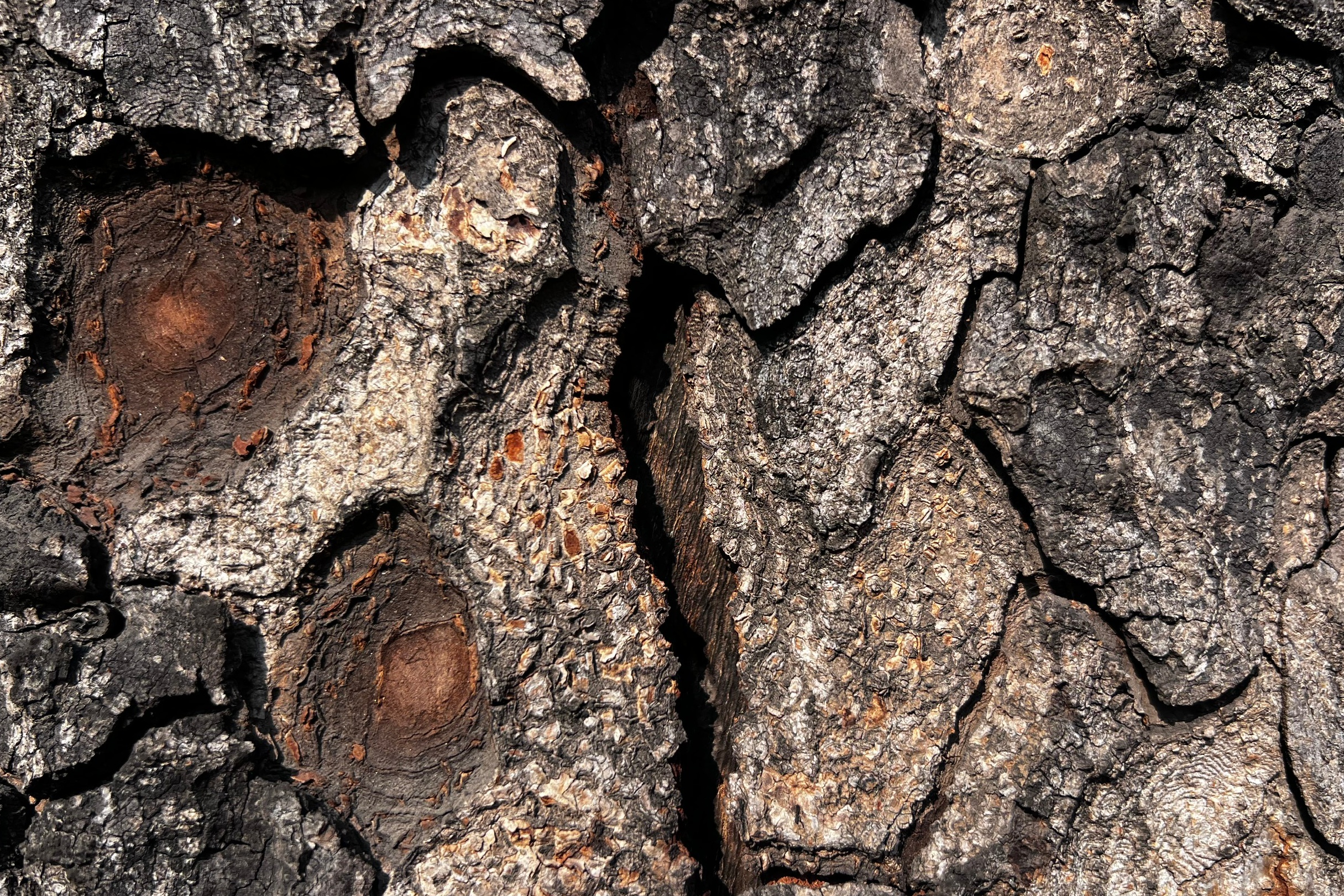 Nhiều cây xà cừ cổ thụ trên đường Láng trụi lá bất thường- Ảnh 5.