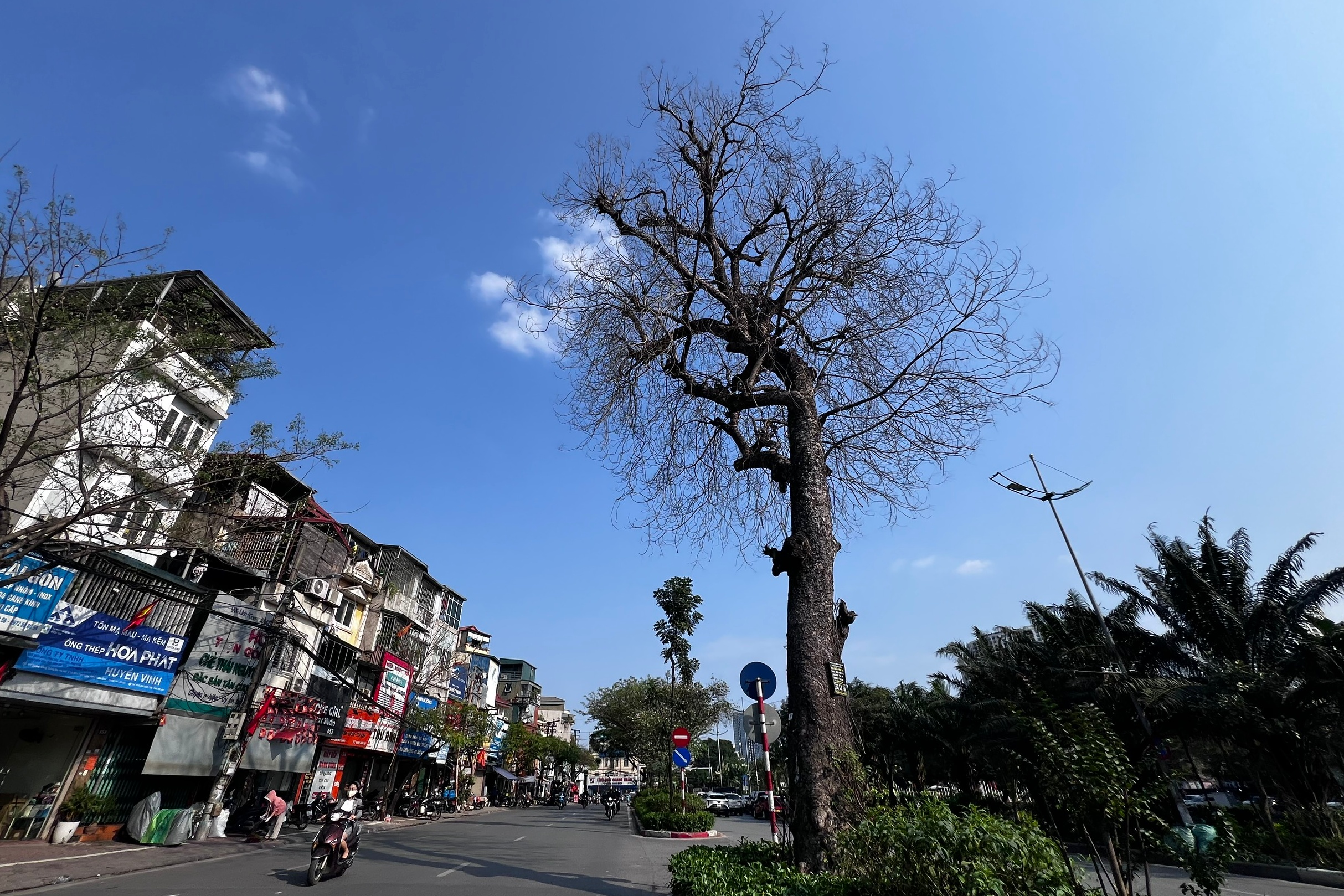 Nhiều cây xà cừ cổ thụ trên đường Láng trụi lá bất thường- Ảnh 11.