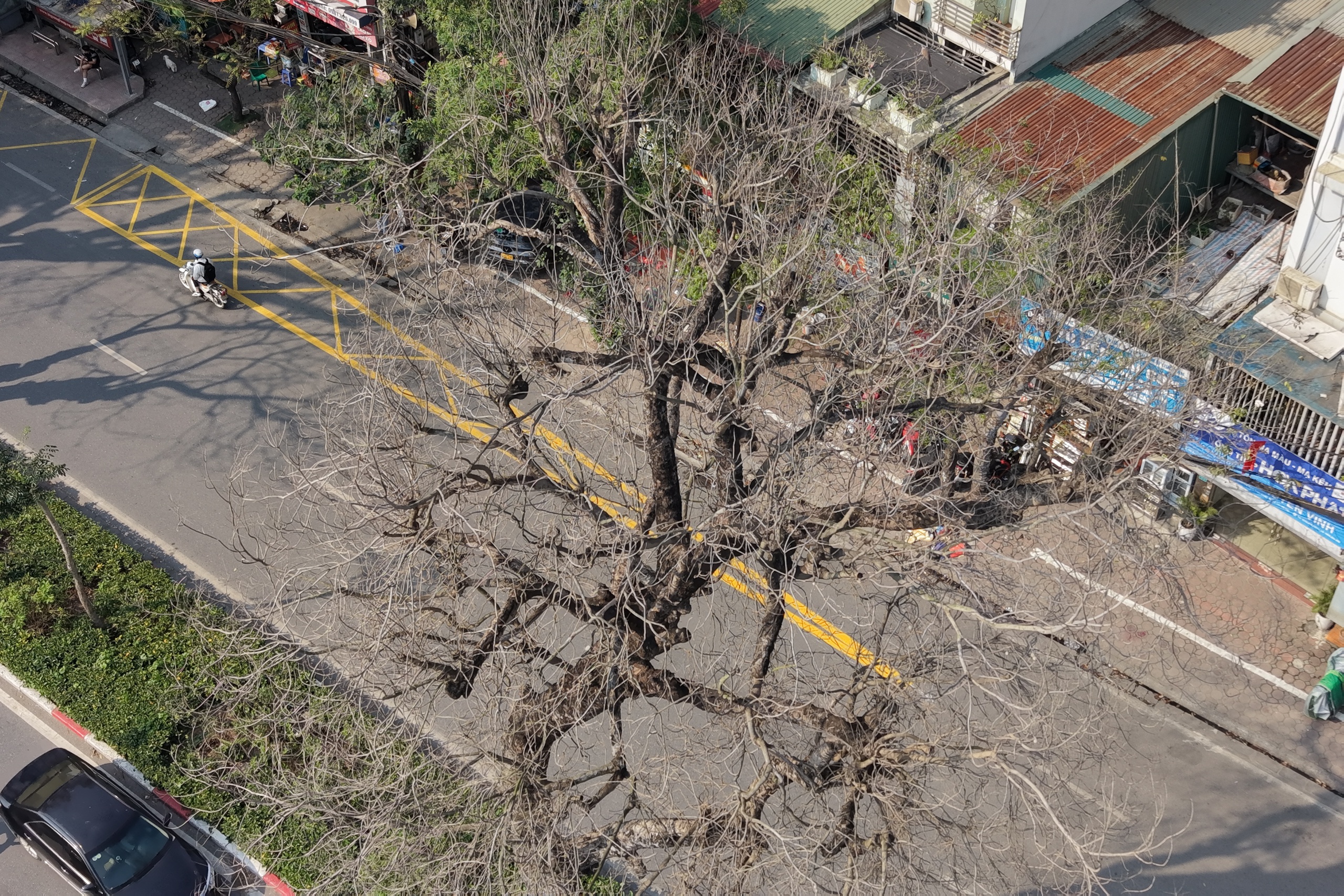 Nhiều cây xà cừ cổ thụ trên đường Láng trụi lá bất thường- Ảnh 7.