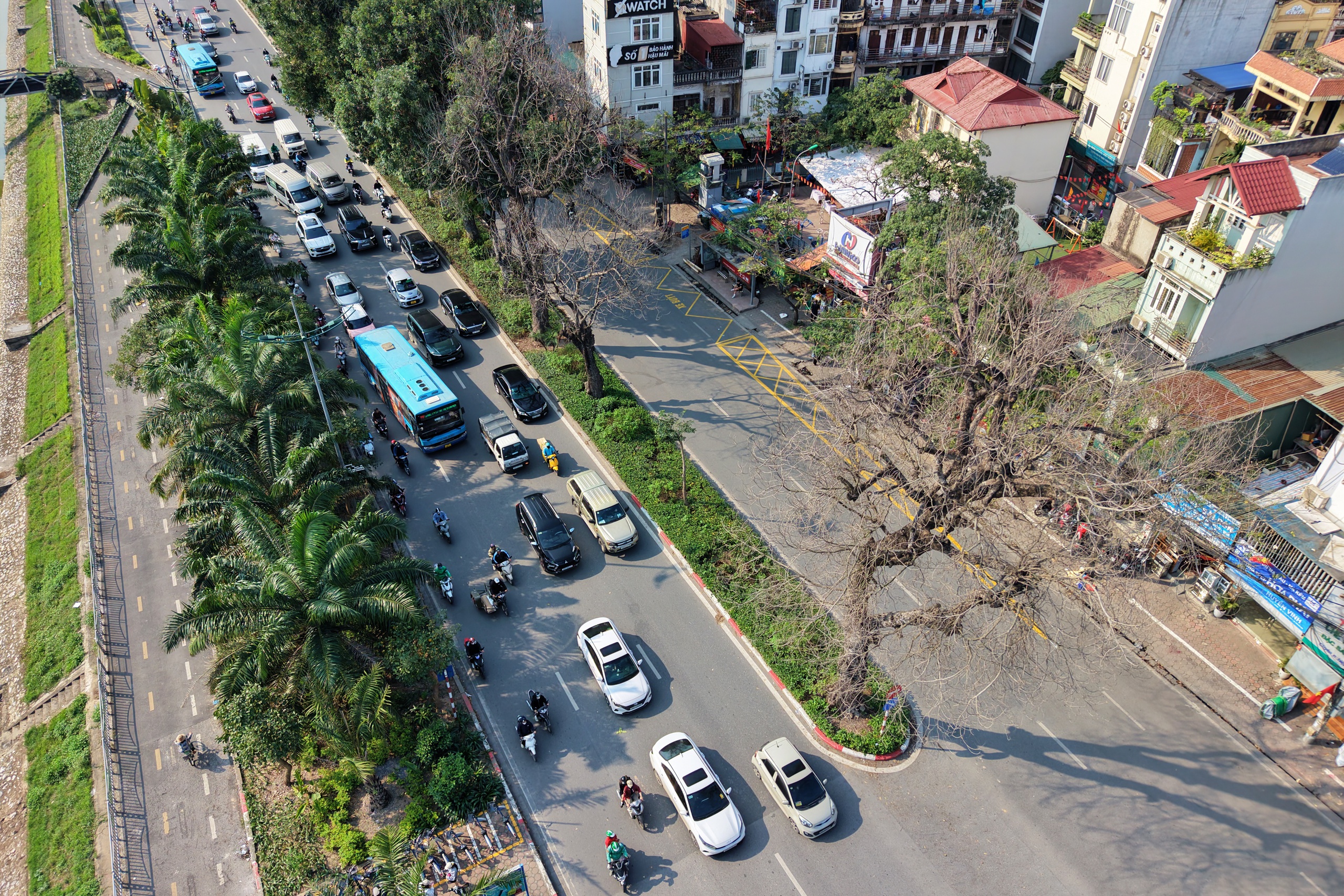 Nhiều cây xà cừ cổ thụ trên đường Láng trụi lá bất thường- Ảnh 1.