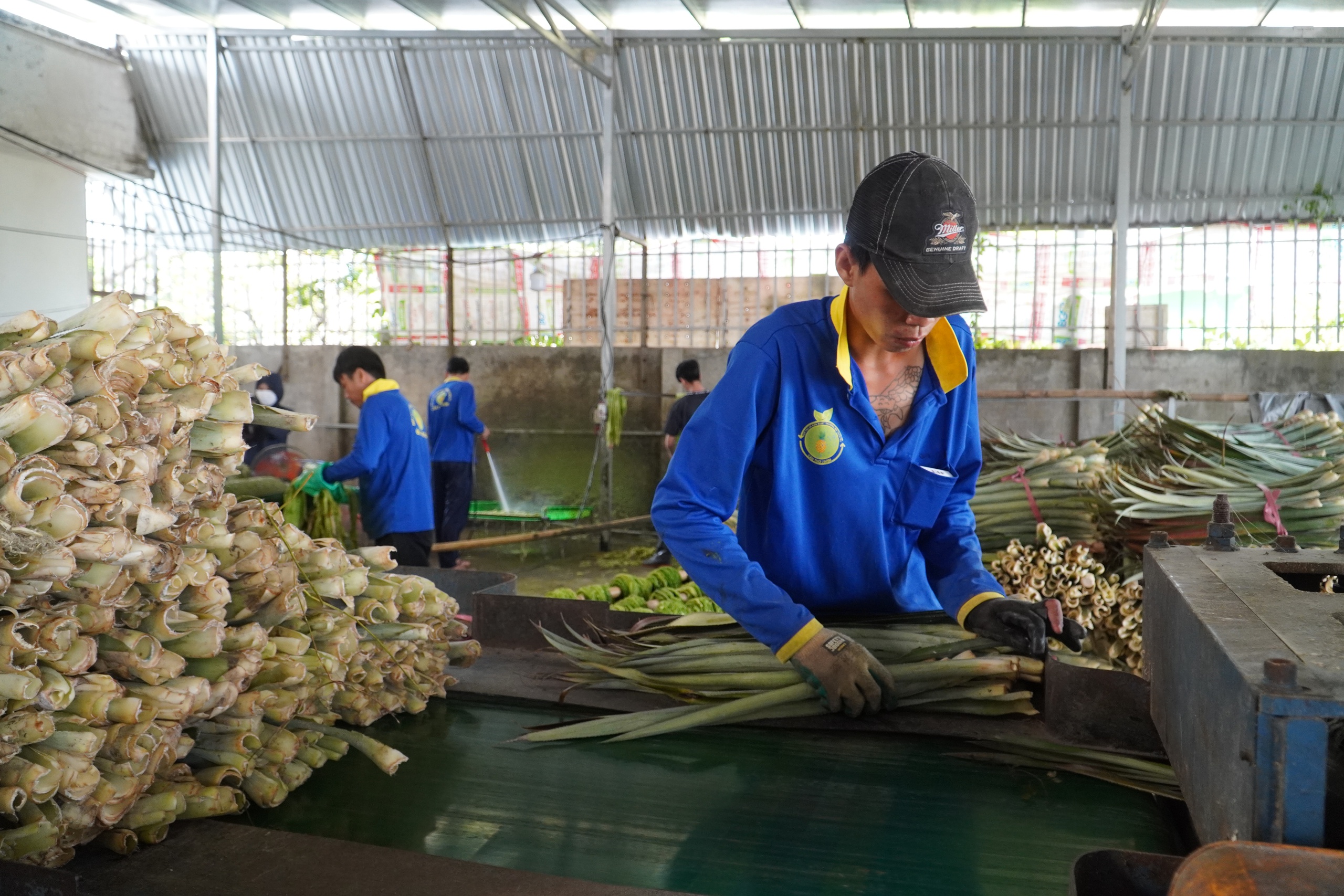 'Đổi đời' cho lá khóm, nông dân miền Tây có thêm thu nhập- Ảnh 2.