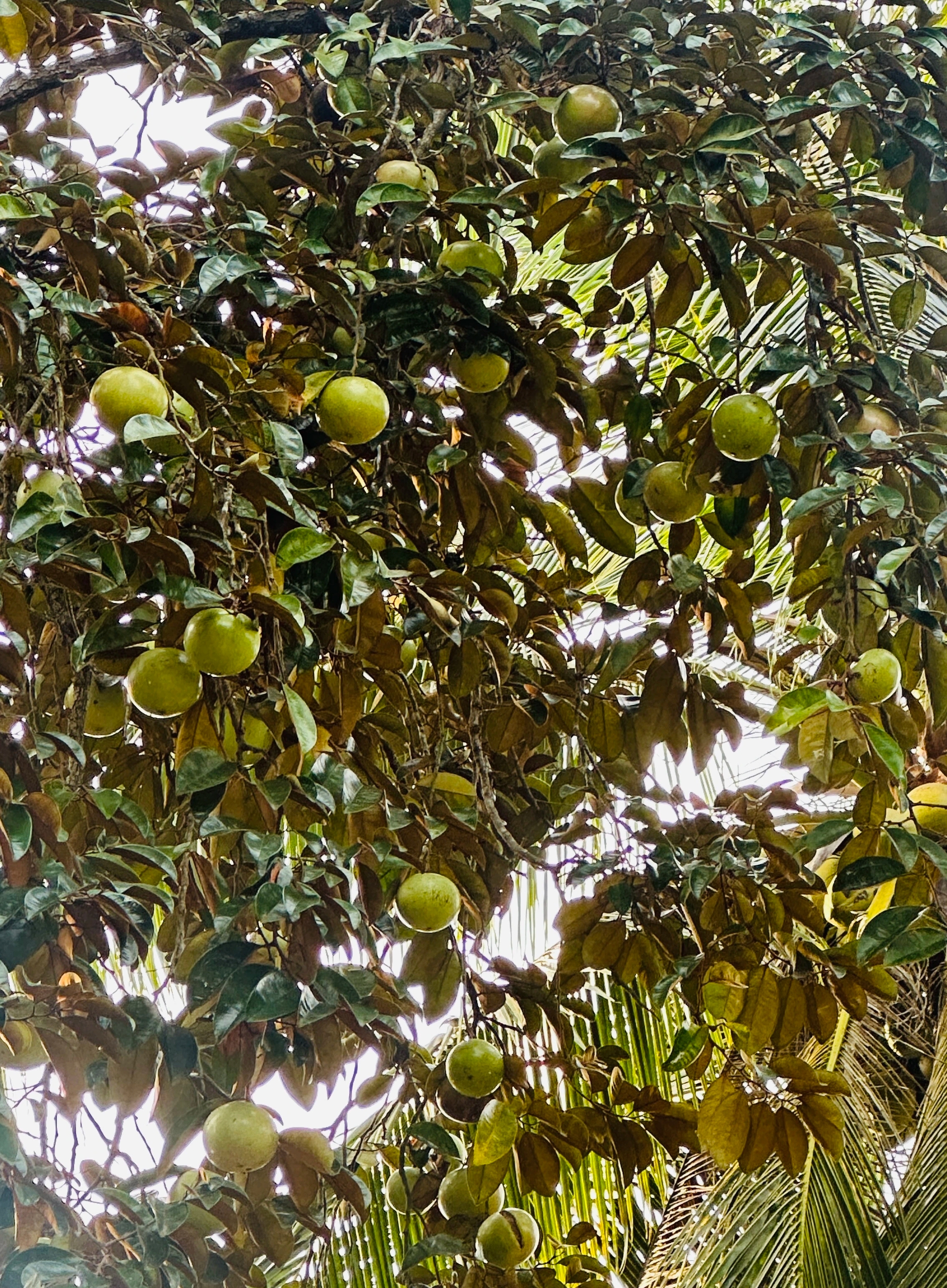 Cà Mau: Cây lâu năm nào được phép chuyển đổi trên đất trồng lúa?- Ảnh 1. Cà Mau: Cây lâu năm nào được phép chuyển đổi trên đất trồng lúa?- Ảnh 1.