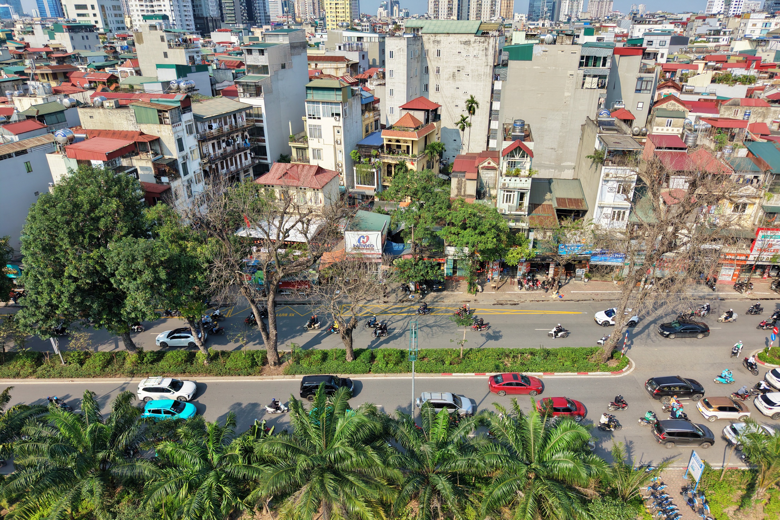 Nhiều cây xà cừ cổ thụ trên đường Láng trụi lá bất thường- Ảnh 8.