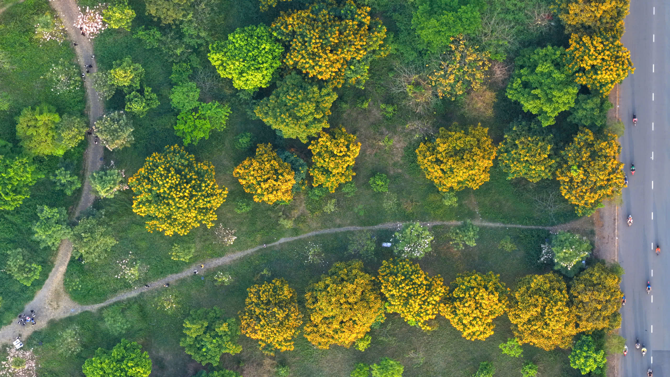 Hoa điệp v&agrave;ng, k&egrave;n hồng thi nhau khoe sắc ở 'khu nh&agrave; gi&agrave;u' Ph&uacute; Mỹ Hưng TP.HCM - Ảnh 9.