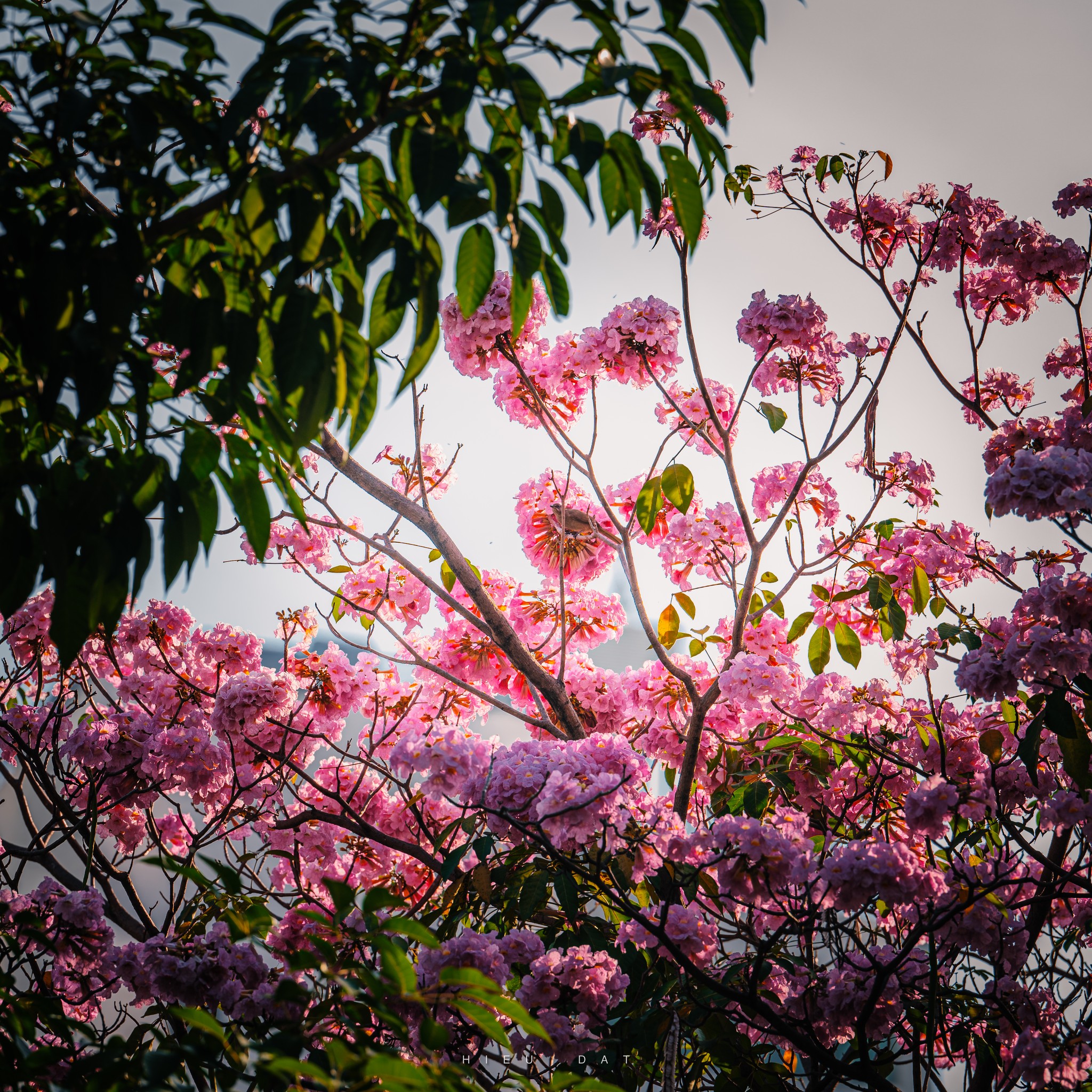 Hoa điệp v&agrave;ng, k&egrave;n hồng thi nhau khoe sắc ở 'khu nh&agrave; gi&agrave;u' Ph&uacute; Mỹ Hưng TP.HCM - Ảnh 12.