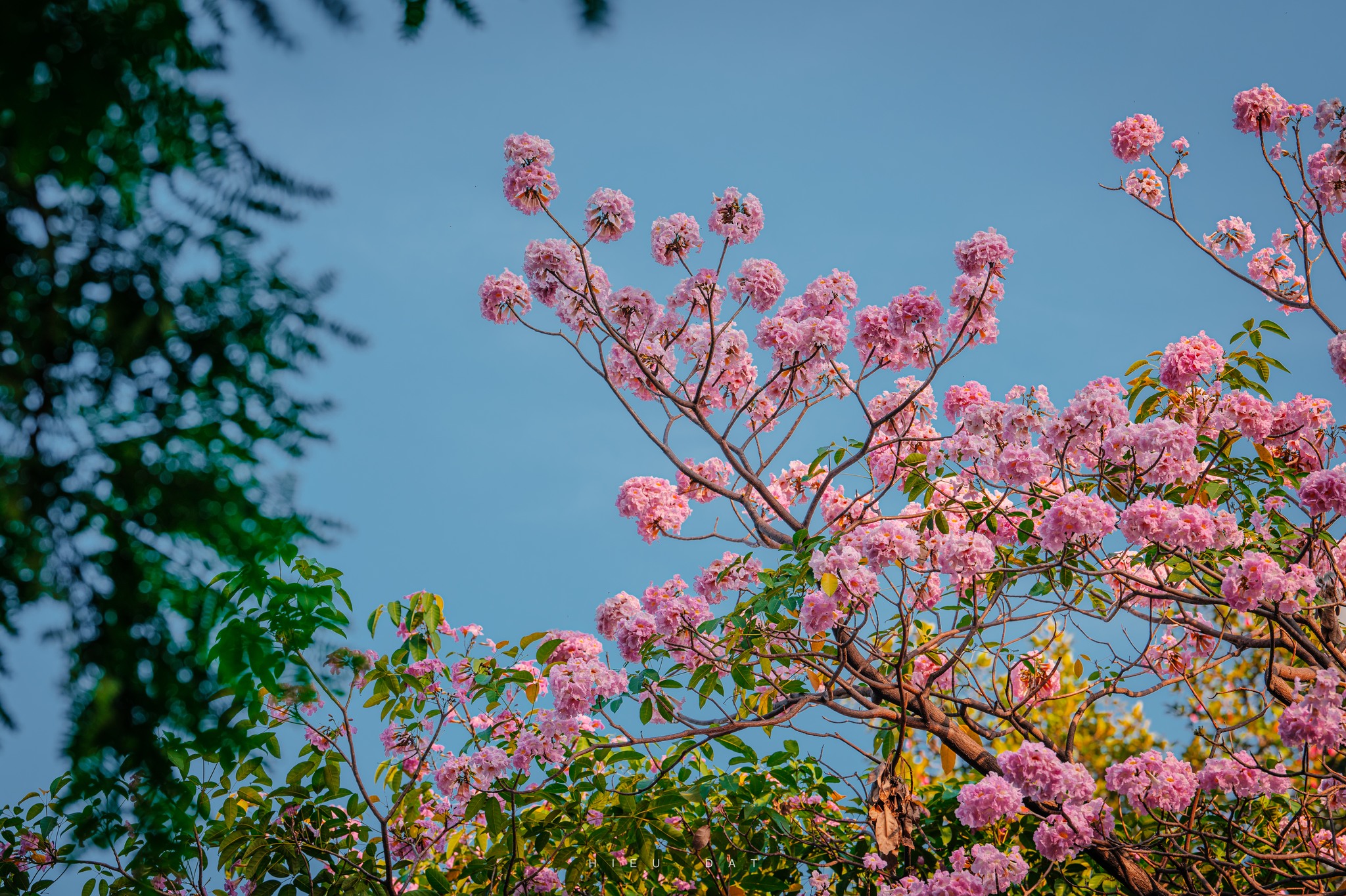 Hoa điệp v&agrave;ng, k&egrave;n hồng thi nhau khoe sắc ở 'khu nh&agrave; gi&agrave;u' Ph&uacute; Mỹ Hưng TP.HCM - Ảnh 13.