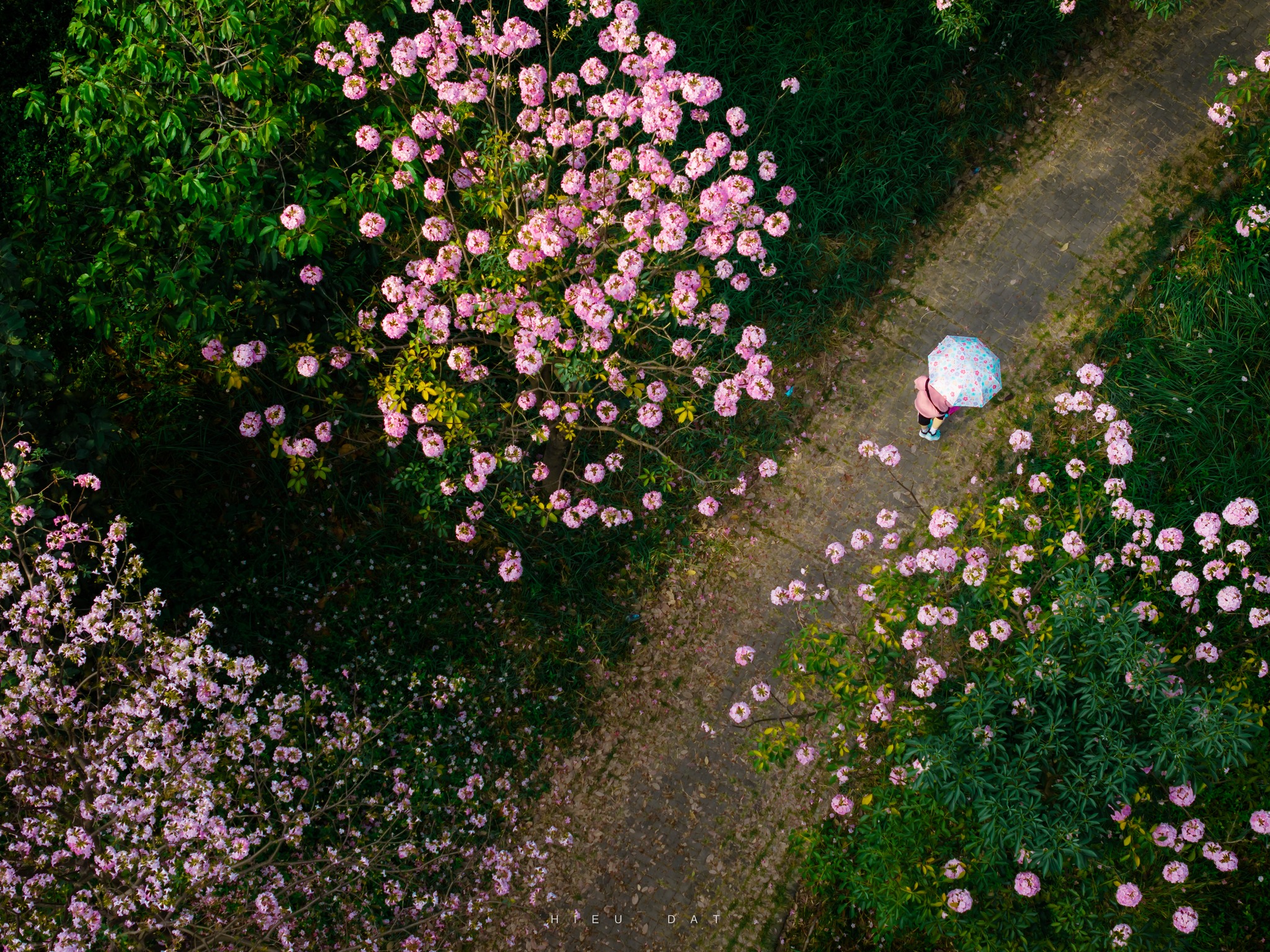 Hoa điệp v&agrave;ng, k&egrave;n hồng thi nhau khoe sắc ở 'khu nh&agrave; gi&agrave;u' Ph&uacute; Mỹ Hưng TP.HCM - Ảnh 7.