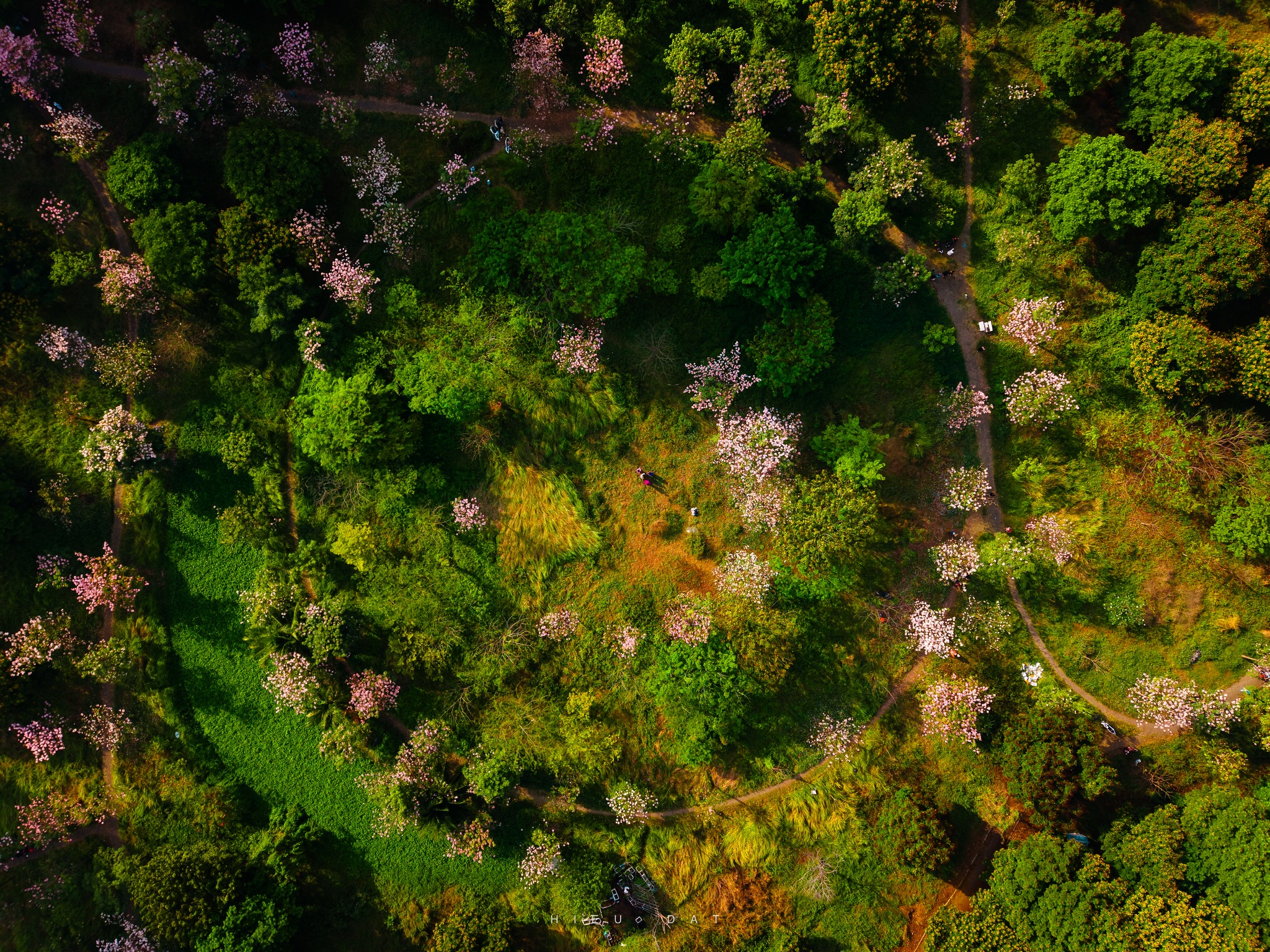 Hoa điệp v&agrave;ng, k&egrave;n hồng thi nhau khoe sắc ở 'khu nh&agrave; gi&agrave;u' Ph&uacute; Mỹ Hưng TP.HCM - Ảnh 1.