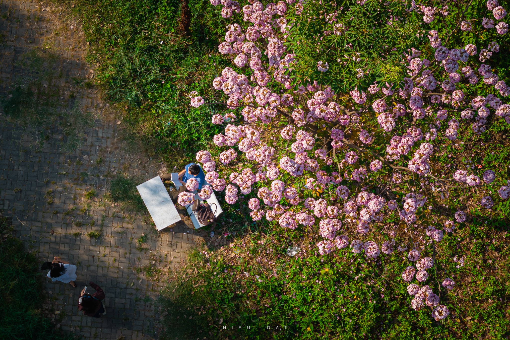 Hoa điệp v&agrave;ng, k&egrave;n hồng thi nhau khoe sắc ở 'khu nh&agrave; gi&agrave;u' Ph&uacute; Mỹ Hưng TP.HCM - Ảnh 2.