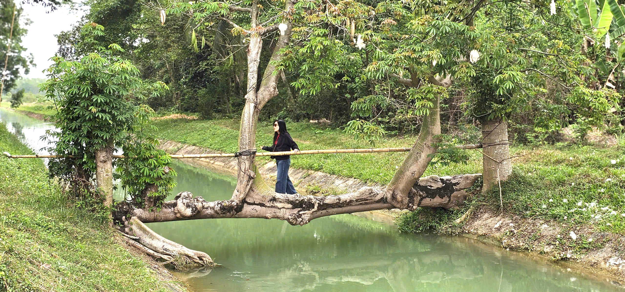 Cây gòn độc lạ nằm ngang dòng kênh ở TP.HCM thu hút hàng trăm người check-in - Ảnh 8.