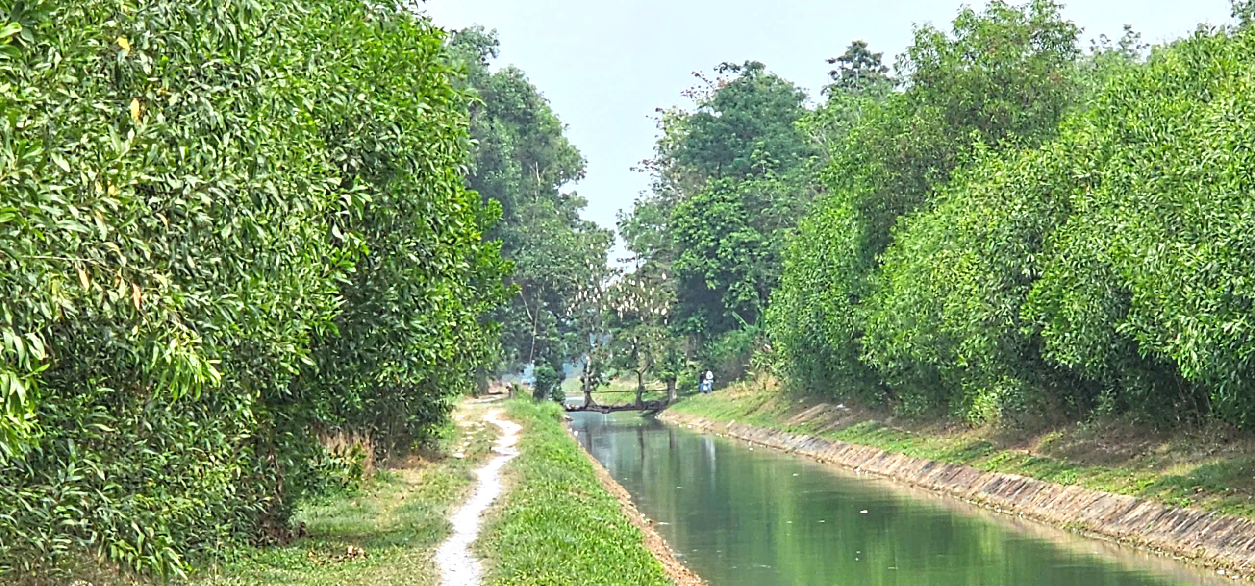 Cây gòn độc lạ nằm ngang dòng kênh ở TP.HCM thu hút hàng trăm người check-in - Ảnh 2.