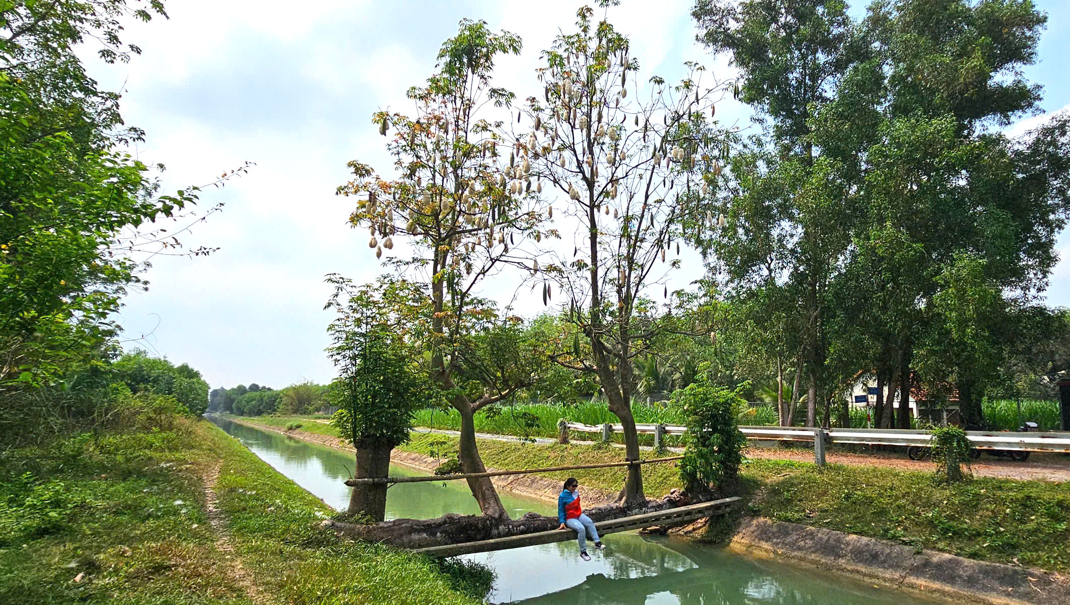 Cây gòn độc lạ nằm ngang dòng kênh ở TP.HCM thu hút hàng trăm người check-in - Ảnh 1.