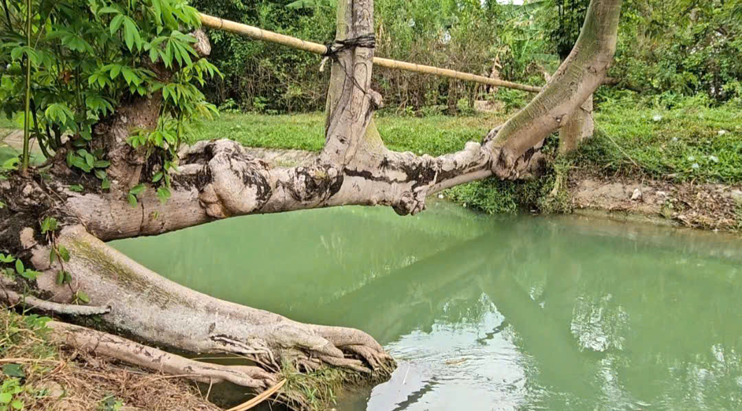 Cây gòn độc lạ nằm ngang dòng kênh ở TP.HCM thu hút hàng trăm người check-in - Ảnh 4.