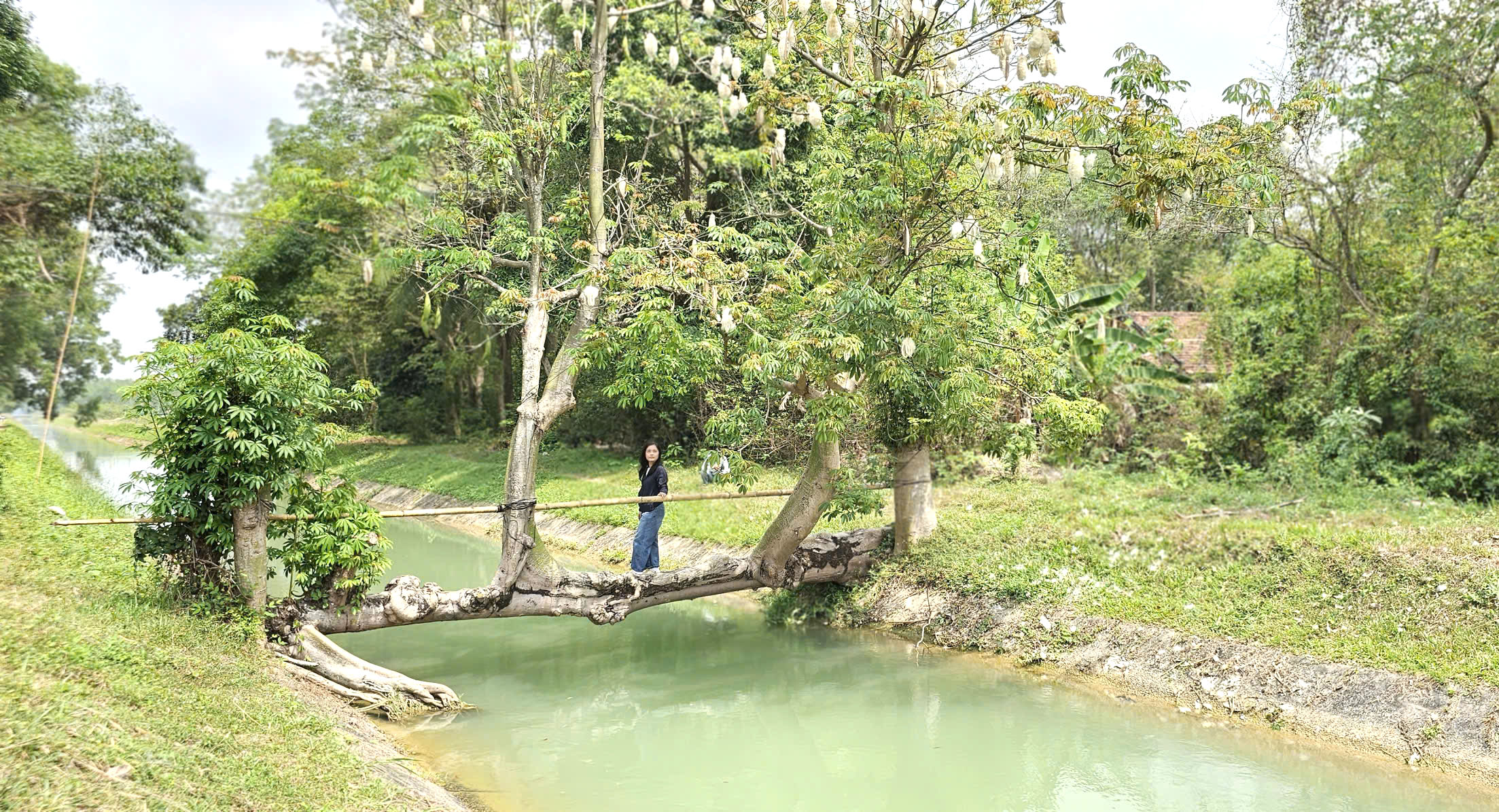 Cây gòn độc lạ nằm ngang dòng kênh ở TP.HCM thu hút hàng trăm người check-in - Ảnh 5.