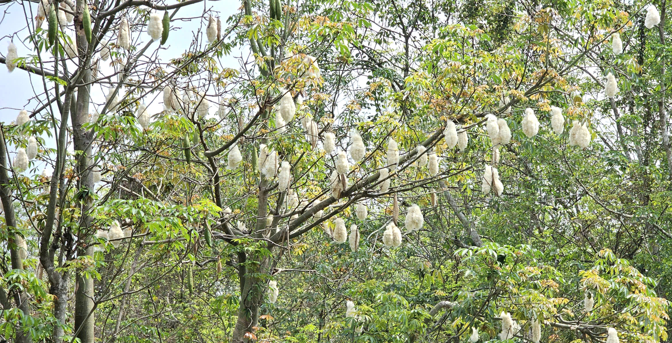 Cây gòn độc lạ nằm ngang dòng kênh ở TP.HCM thu hút hàng trăm người check-in - Ảnh 3.
