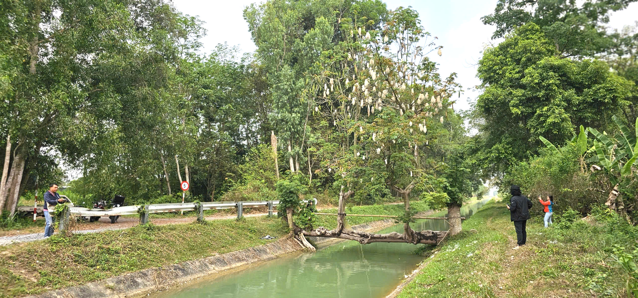 Cây gòn độc lạ nằm ngang dòng kênh ở TP.HCM thu hút hàng trăm người check-in - Ảnh 9.