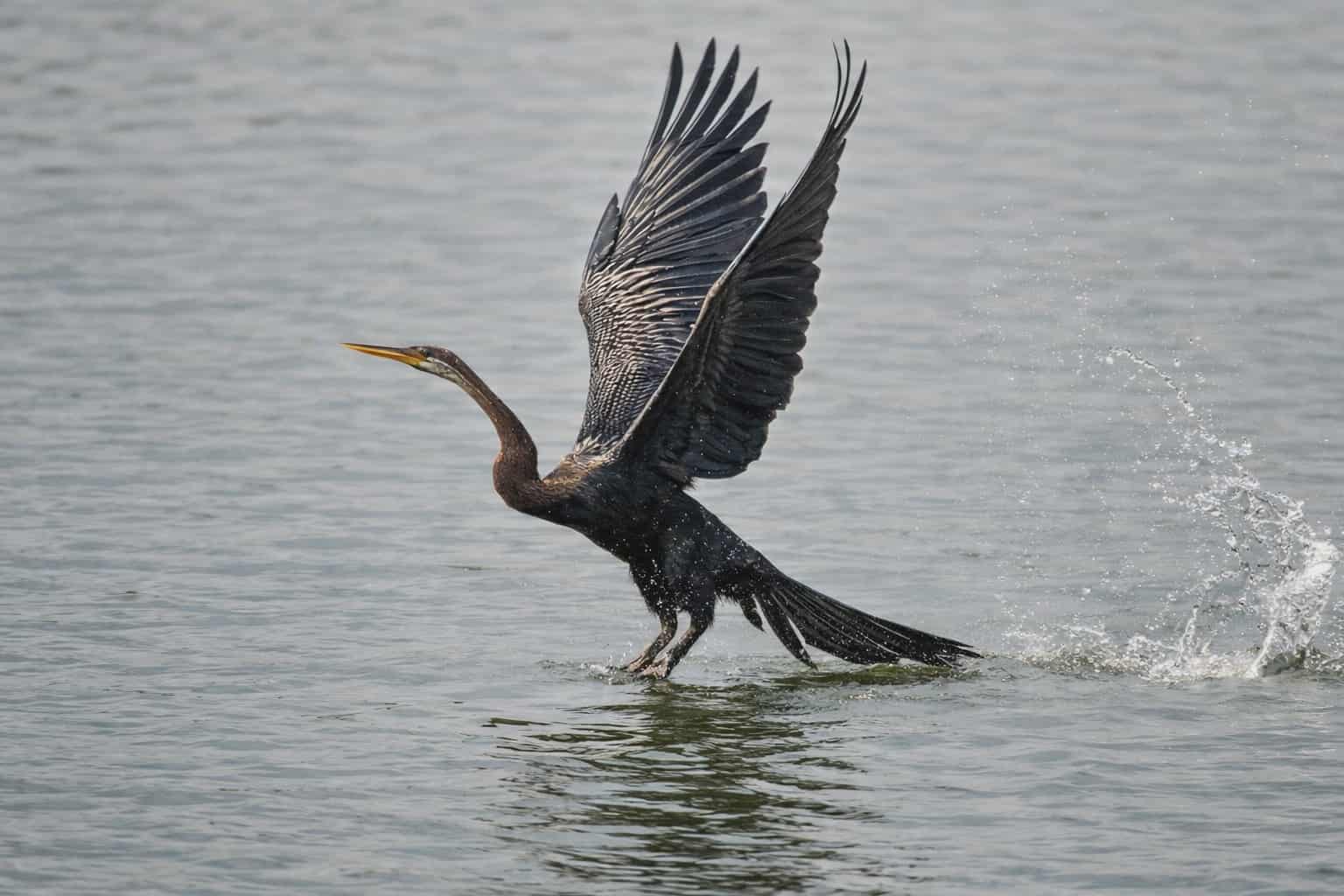 Chim cổ rắn qu&yacute; hiếm săn c&aacute; ở Ph&uacute; Mỹ Hưng: Con mồi tho&aacute;t ngoạn mục - Ảnh 11.