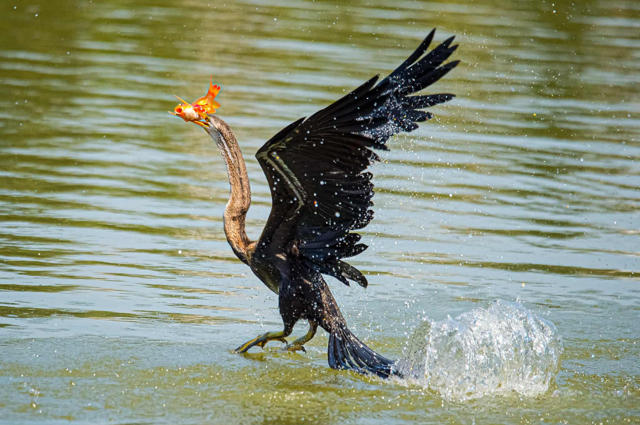 Chim cổ rắn qu&yacute; hiếm săn c&aacute; ở Ph&uacute; Mỹ Hưng: Con mồi tho&aacute;t ngoạn mục - Ảnh 3.