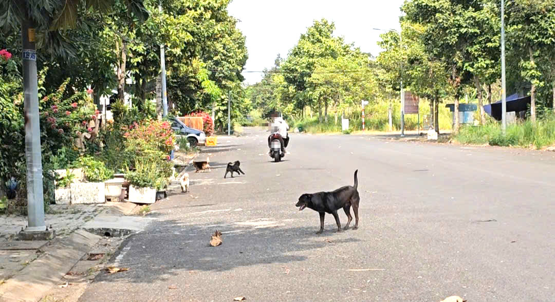 Nỗi ám ảnh mang tên chó thả rông tại một khu dân cư ở Nhà Bè - Ảnh 1.