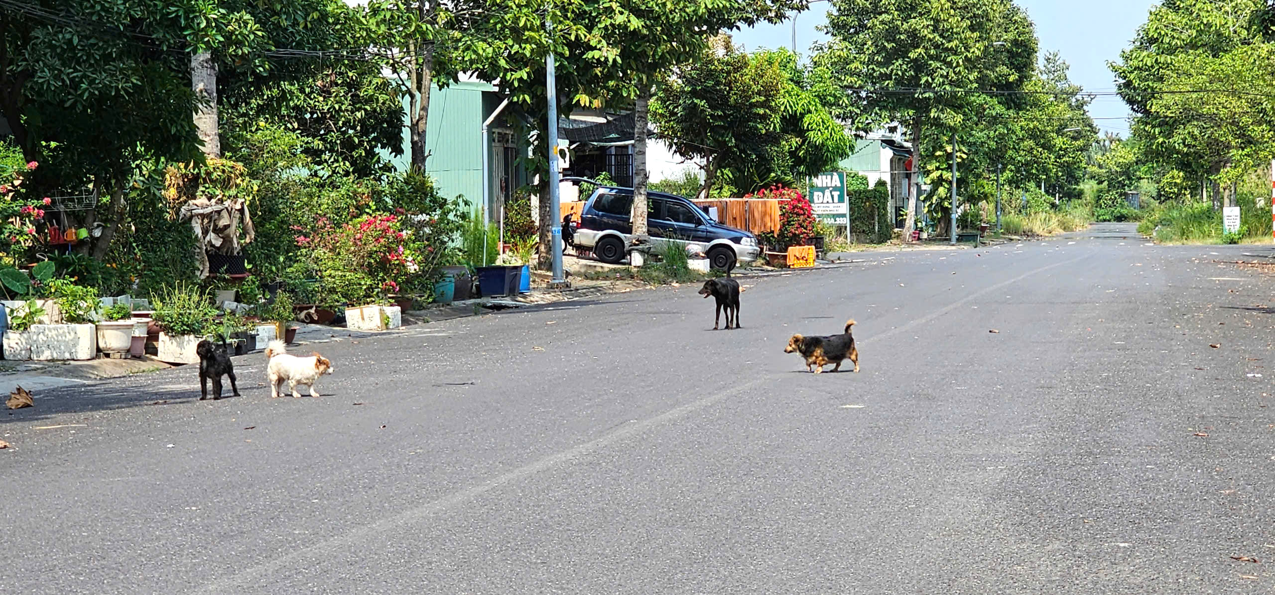 Nỗi ám ảnh mang tên chó thả rông tại một khu dân cư ở Nhà Bè - Ảnh 2.