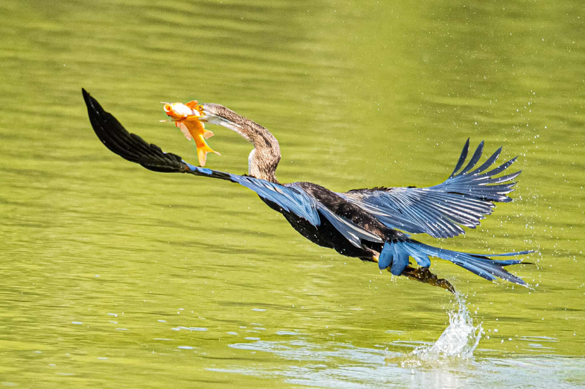 Chim cổ rắn qu&yacute; hiếm săn c&aacute; ở Ph&uacute; Mỹ Hưng: Con mồi tho&aacute;t ngoạn mục - Ảnh 4.