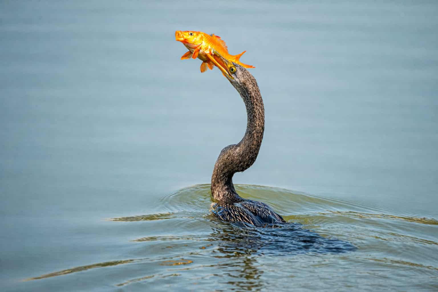 Chim cổ rắn qu&yacute; hiếm săn c&aacute; ở Ph&uacute; Mỹ Hưng: Con mồi tho&aacute;t ngoạn mục - Ảnh 10.