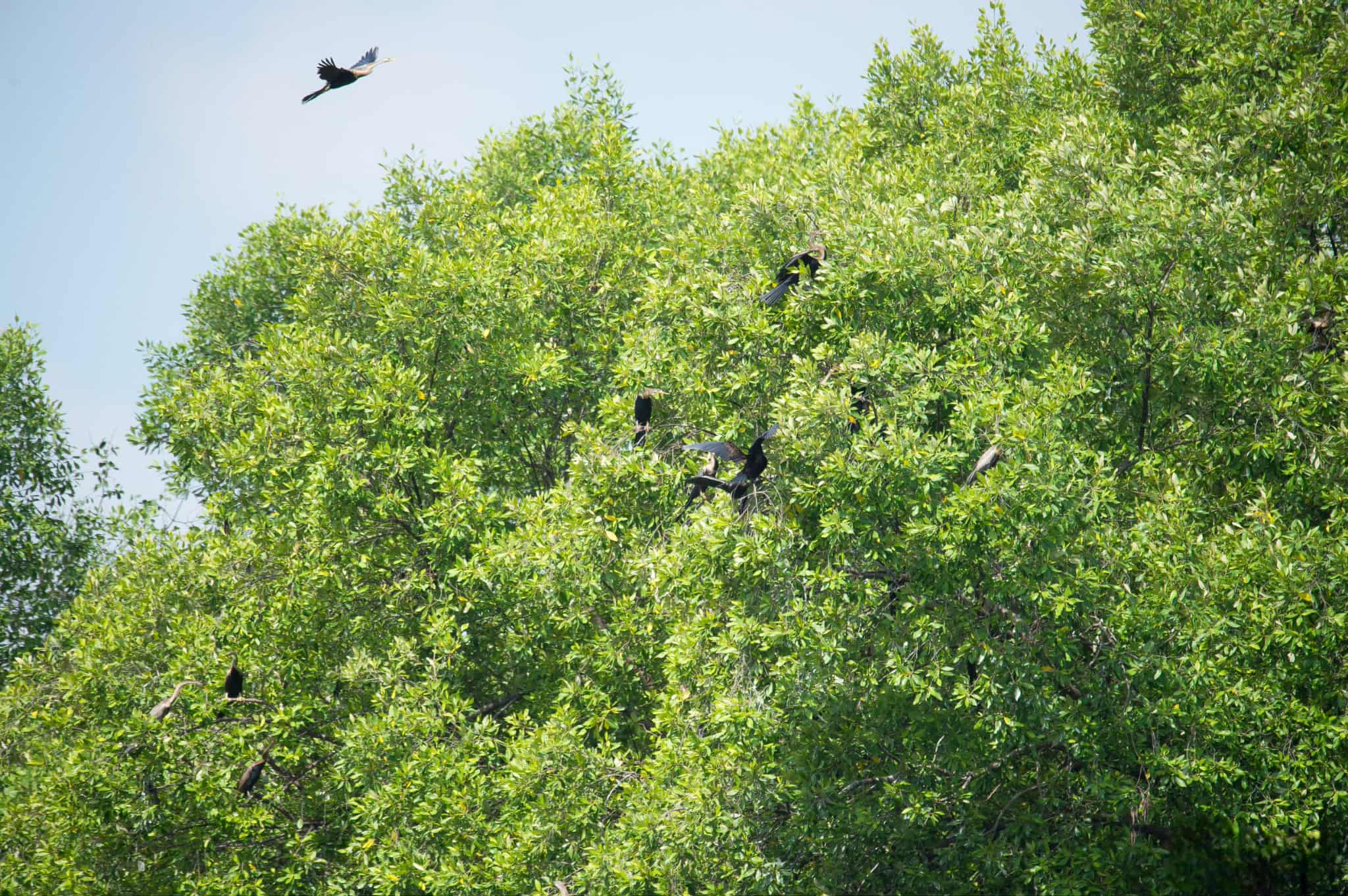 Chim cổ rắn qu&yacute; hiếm săn c&aacute; ở Ph&uacute; Mỹ Hưng: Con mồi tho&aacute;t ngoạn mục - Ảnh 13.