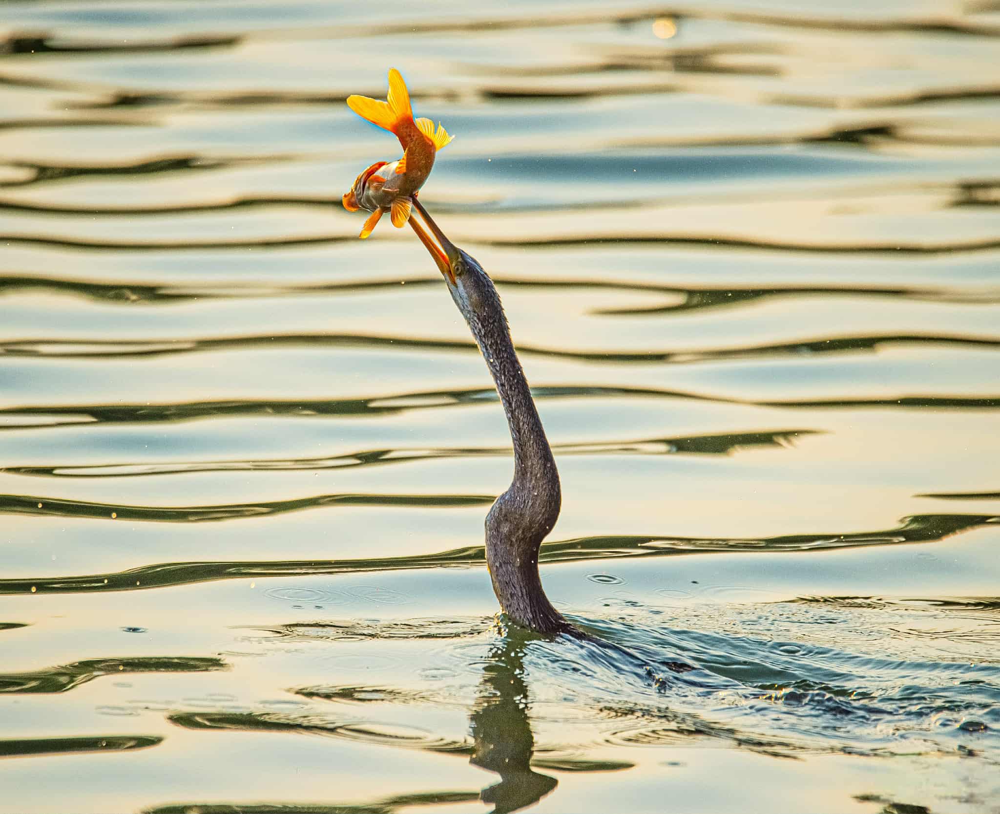 Chim cổ rắn qu&yacute; hiếm săn c&aacute; ở Ph&uacute; Mỹ Hưng: Con mồi tho&aacute;t ngoạn mục - Ảnh 5.