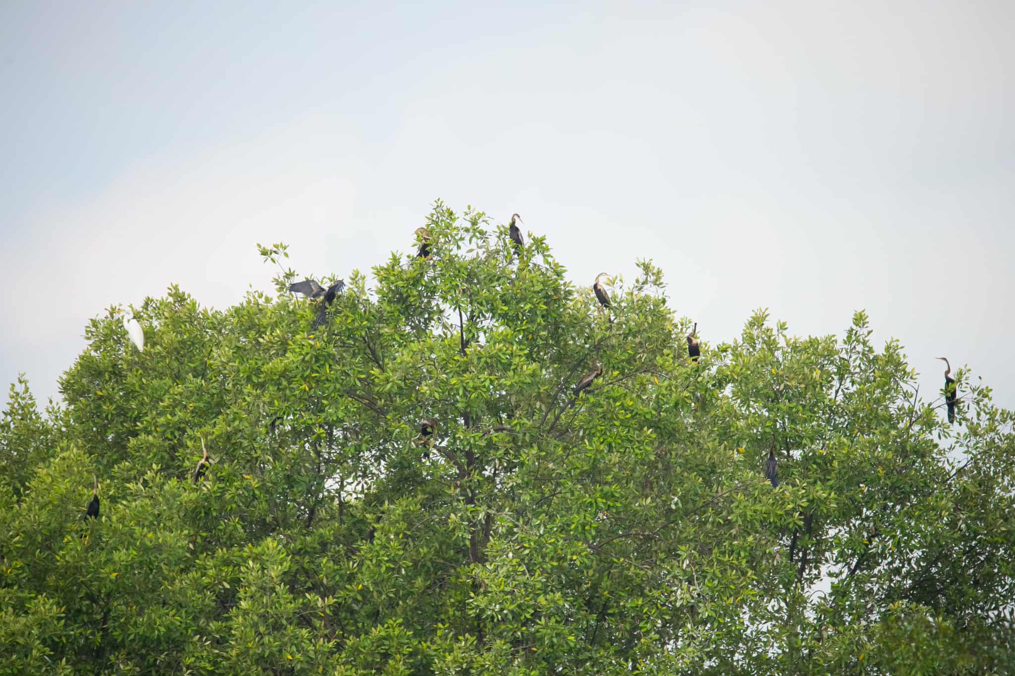 Chim cổ rắn qu&yacute; hiếm săn c&aacute; ở Ph&uacute; Mỹ Hưng: Con mồi tho&aacute;t ngoạn mục - Ảnh 1.