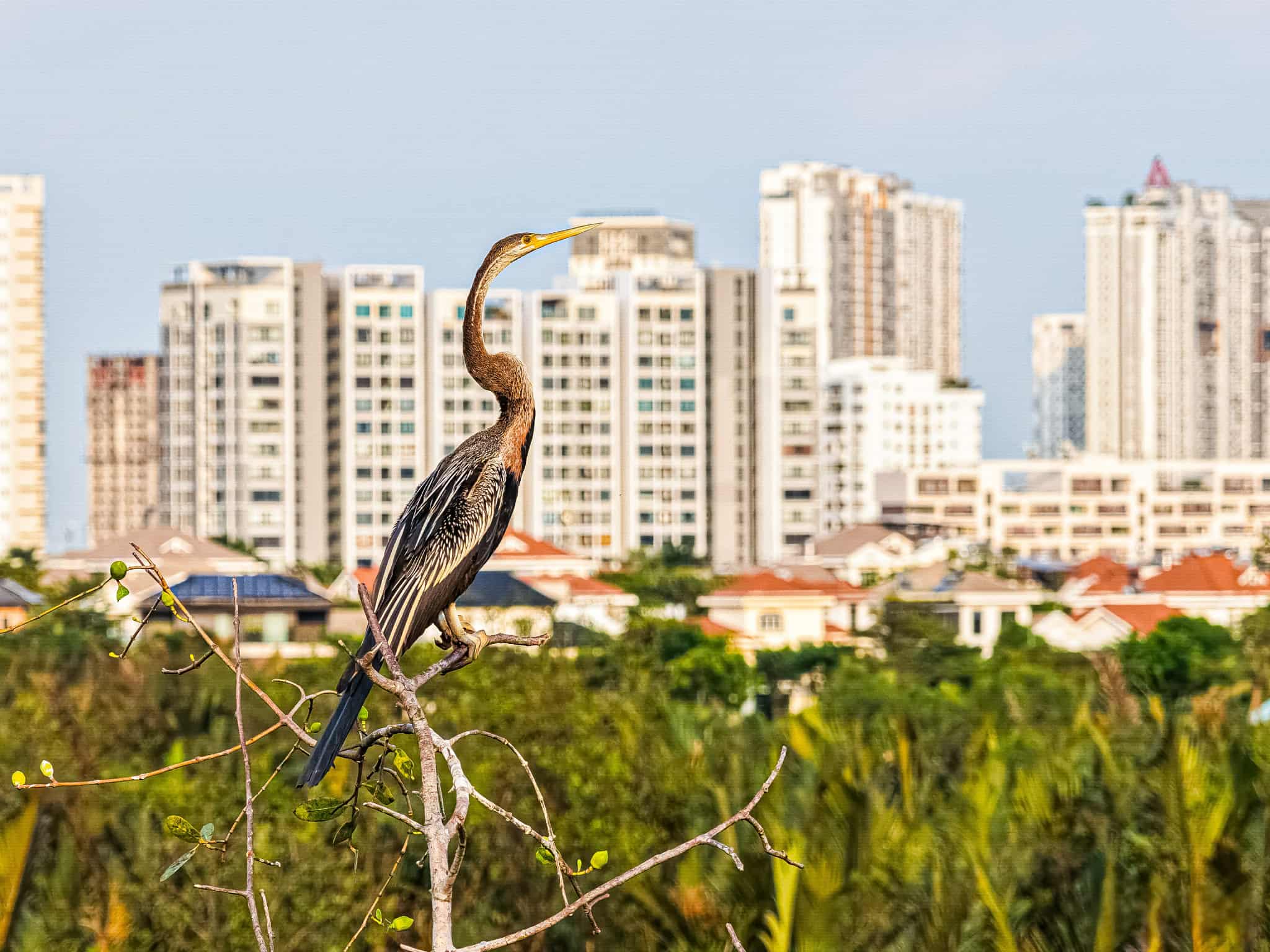 Chim cổ rắn qu&yacute; hiếm săn c&aacute; ở Ph&uacute; Mỹ Hưng: Con mồi tho&aacute;t ngoạn mục - Ảnh 12.