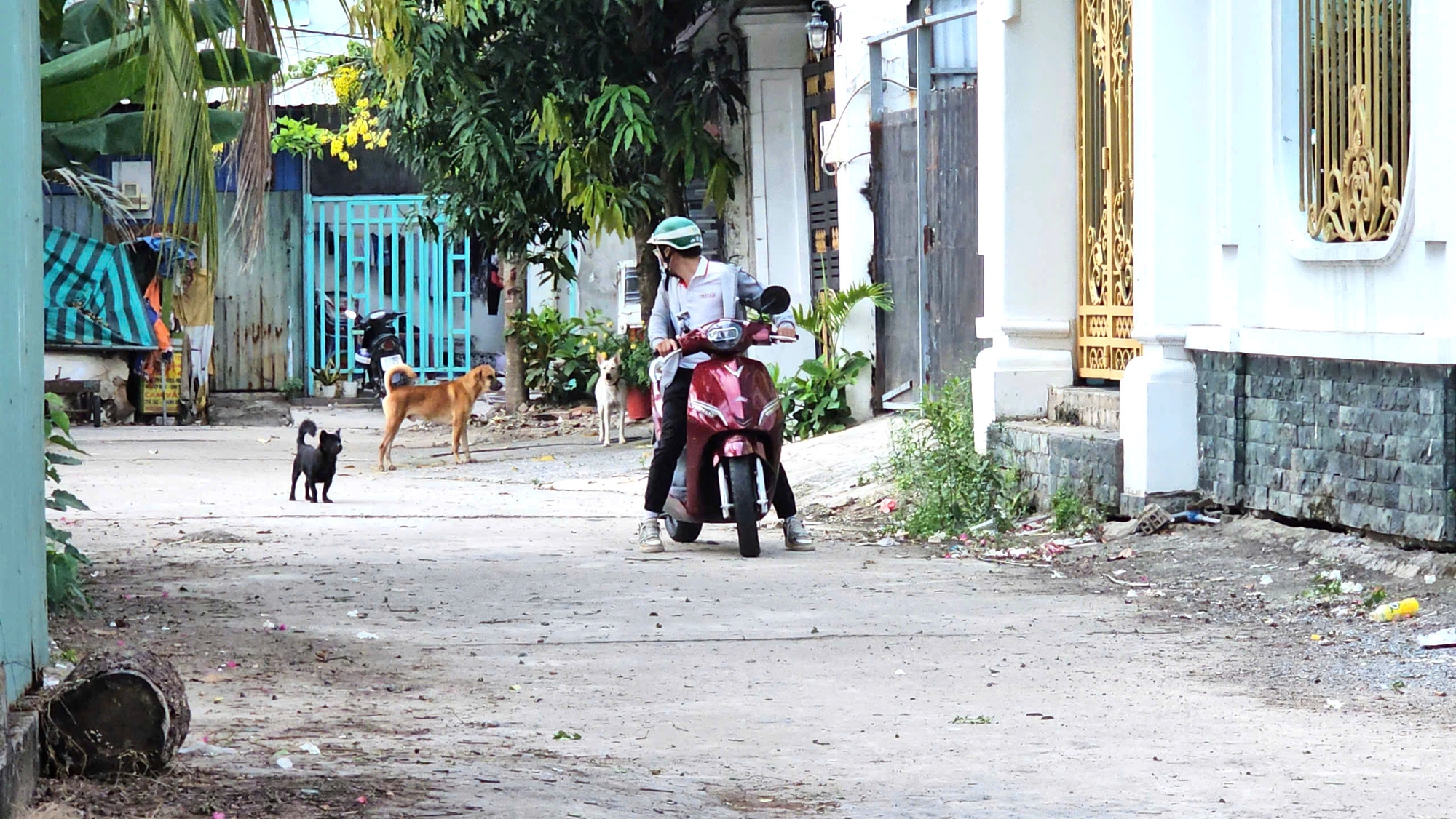 Nỗi ám ảnh mang tên chó thả rông tại một khu dân cư ở Nhà Bè - Ảnh 6.