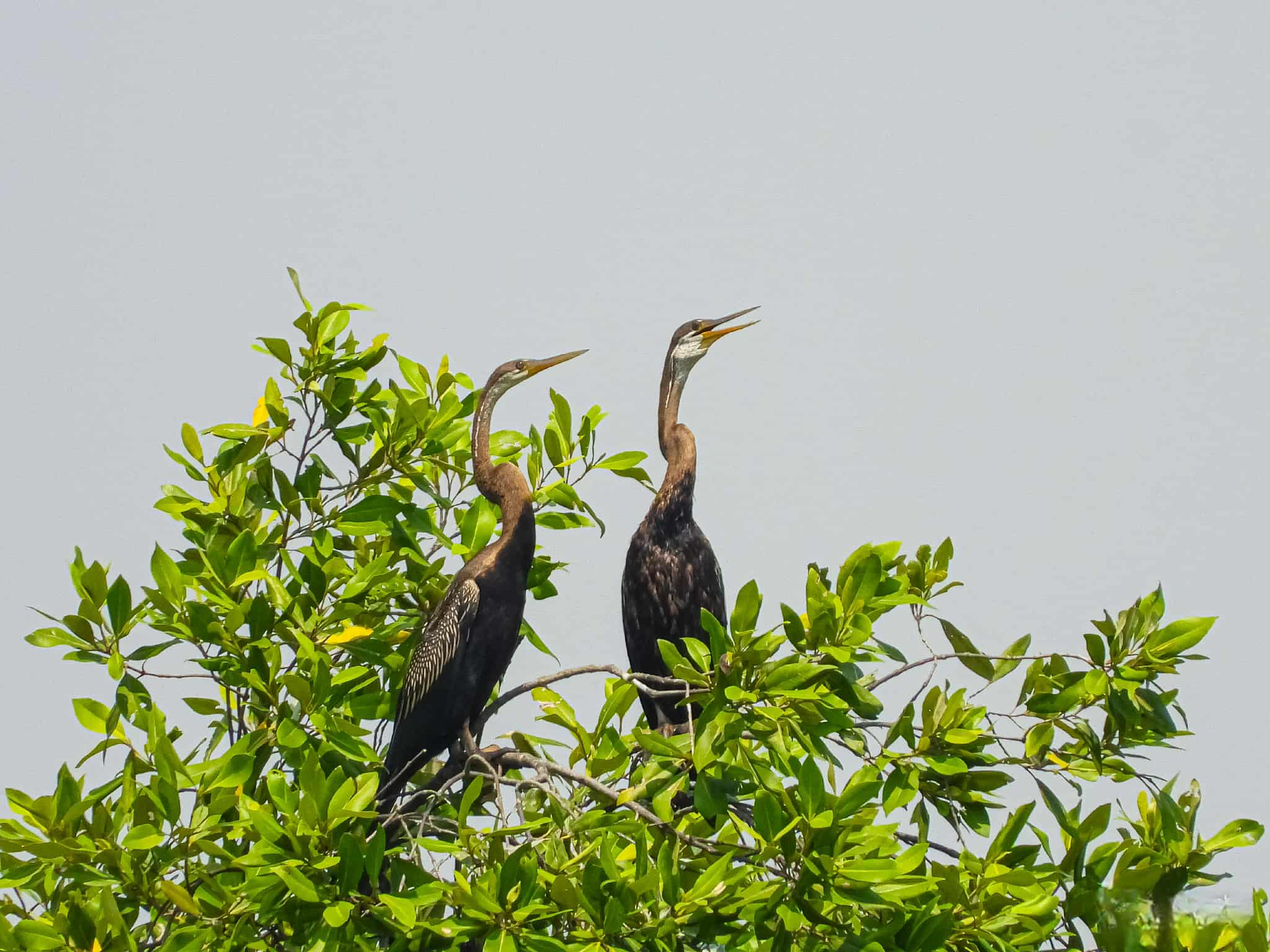 Chim cổ rắn qu&yacute; hiếm săn c&aacute; ở Ph&uacute; Mỹ Hưng: Con mồi tho&aacute;t ngoạn mục - Ảnh 2.