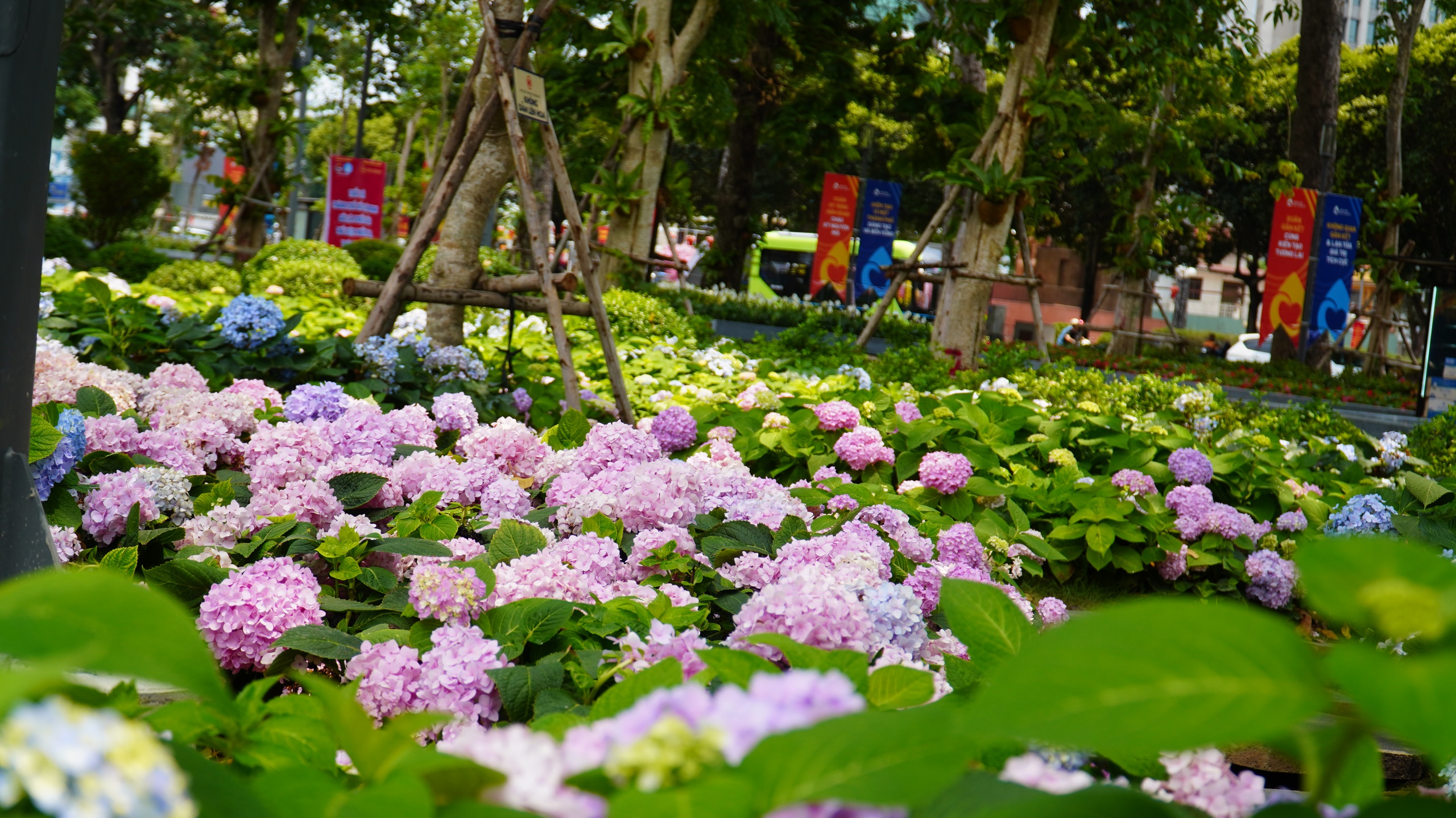 Vườn cẩm t&uacute; cầu g&acirc;y sốt ở trung t&acirc;m TP.HCM, check-in m&ecirc; như ở Đ&agrave; Lạt- Ảnh 1.