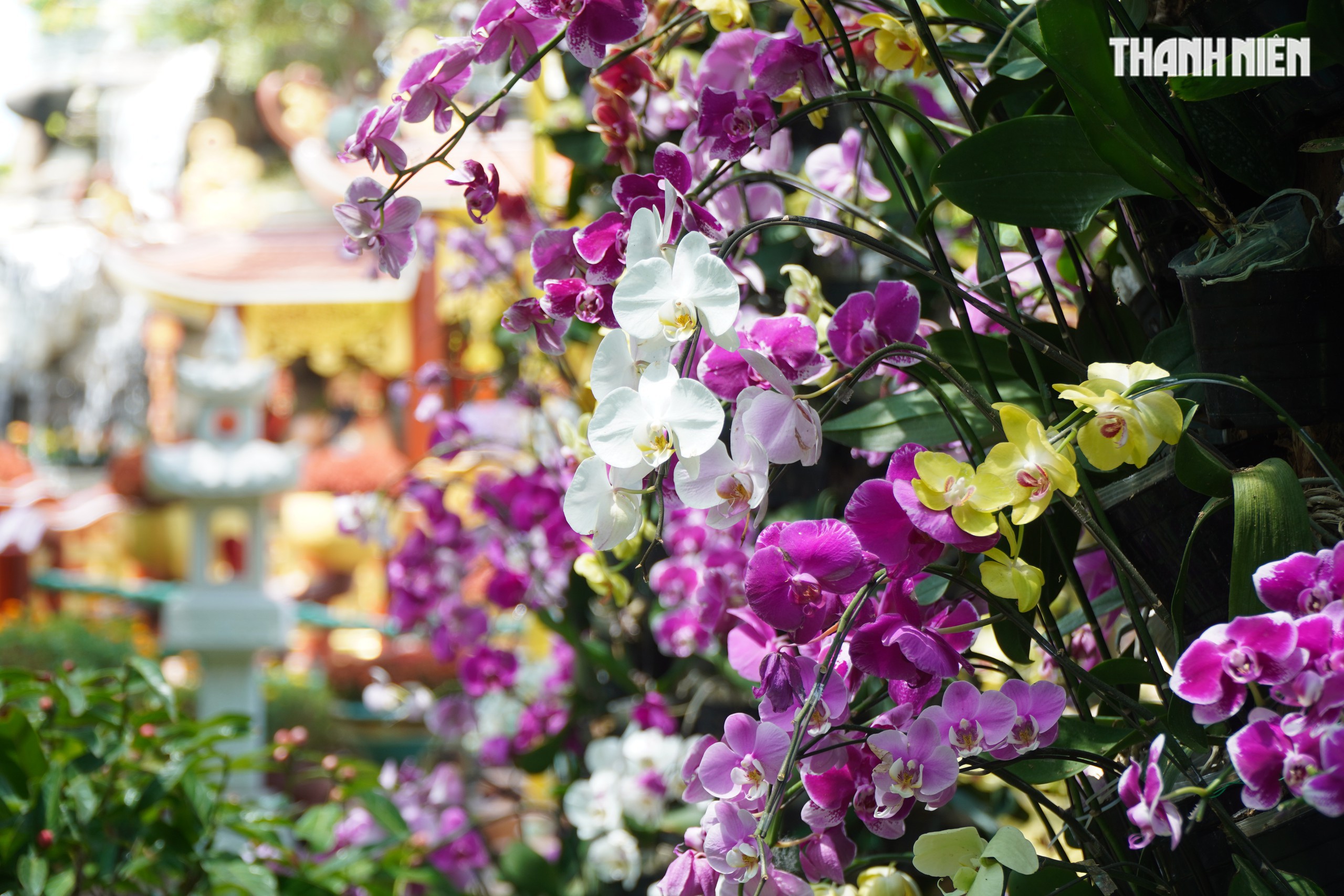 Ngôi chùa miền Tây có tượng Quan Âm cao 71 m, đẹp như chốn tiên cảnh - Ảnh 12. Ngôi chùa miền Tây có tượng Quan Âm cao 71 m, đẹp như chốn tiên cảnh - Ảnh 12.