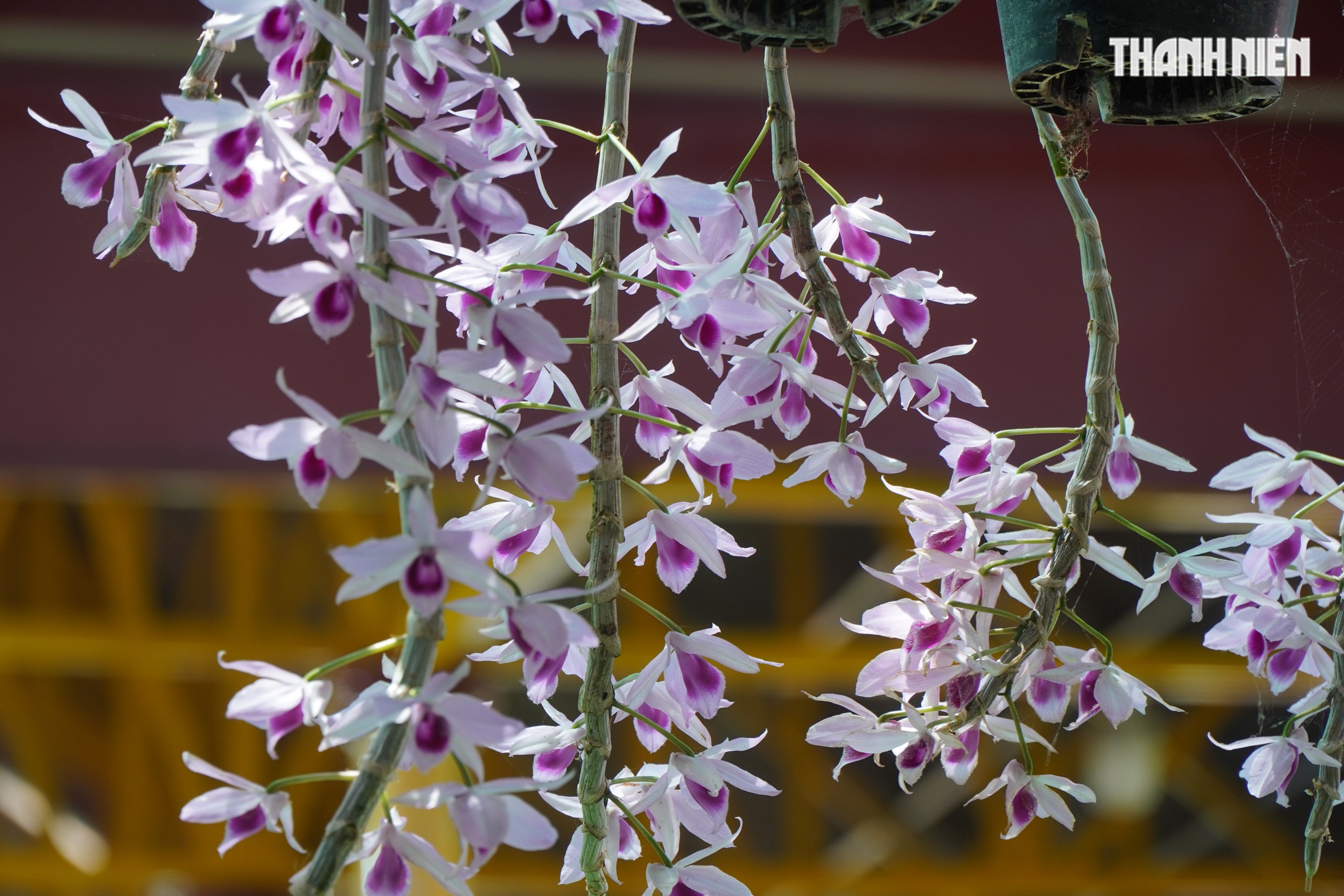 Ngôi chùa miền Tây có tượng Quan Âm cao 71 m, đẹp như chốn tiên cảnh - Ảnh 15. Ngôi chùa miền Tây có tượng Quan Âm cao 71 m, đẹp như chốn tiên cảnh - Ảnh 15.