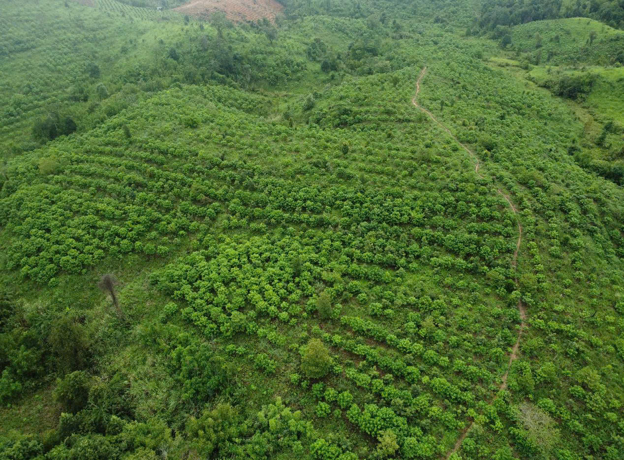 Báu vật Chư Mom Ray: Phục hồi 'kho báu' rừng nguyên sinh- Ảnh 1. Báu vật Chư Mom Ray: Phục hồi 'kho báu' rừng nguyên sinh- Ảnh 1.
